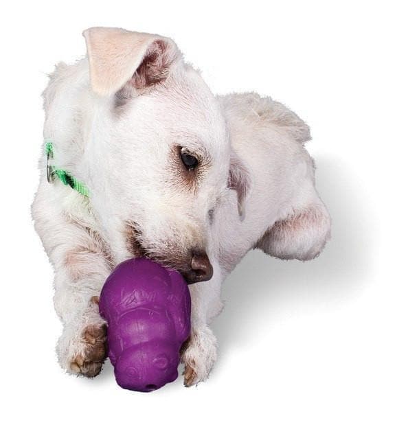 Busy Buddy® Squirrel Dude Interactive Dog Toy - Chew-Resistant Squirrel Plush for Small & Medium Dogs - Fun Puzzle Feeder for Mental Stimulation & Teeth Cleaning - Perfect for Indoor Play, Training Rewards & Anxiety Relief