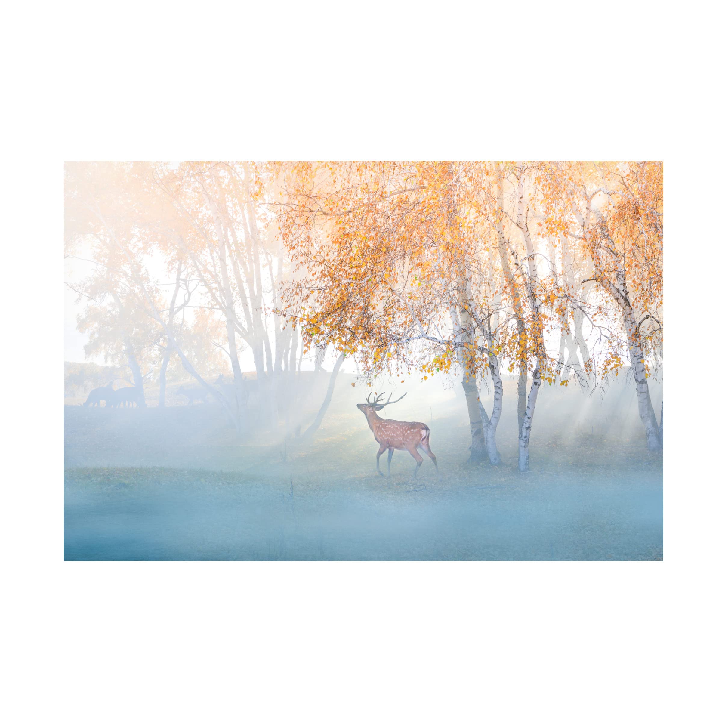 Trademark Fine Art 'Elk Lost In Mist' Canvas Wall Art by Simoon - Nature Wildlife Decor for Living Room, Bedroom & Office