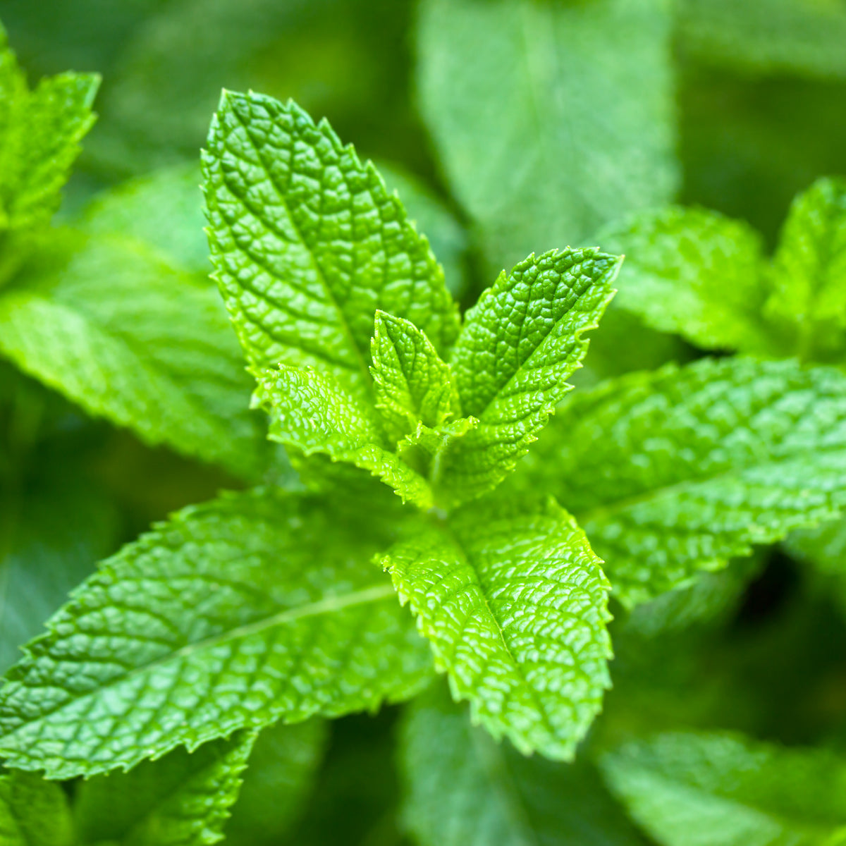 Peppermint Pure Essential Oil 100% Natural for Aromatherapy, Stress Relief & Headaches - Perfect for Diffusers, Massage & DIY Skincare