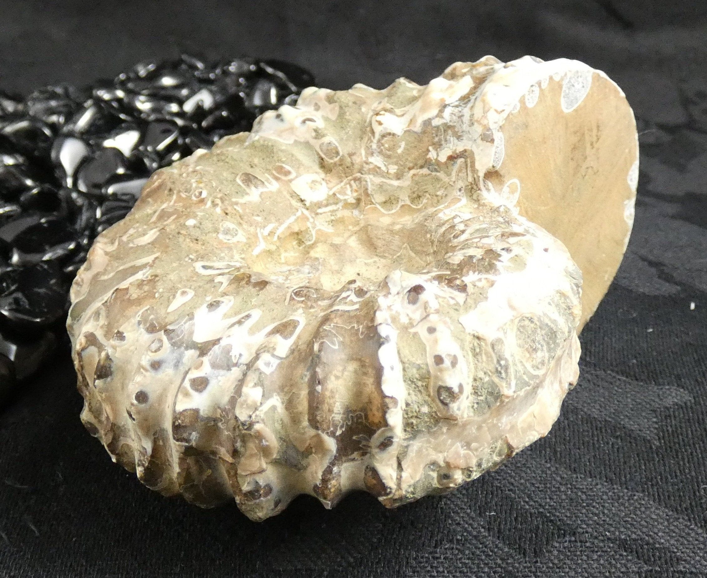 Authentic Ammonite Fossil Specimen - Natural Prehistoric Stone for Collectors, Home Decor & Gifts | Perfect for Geology Enthusiasts, Office Display & Meditation Space