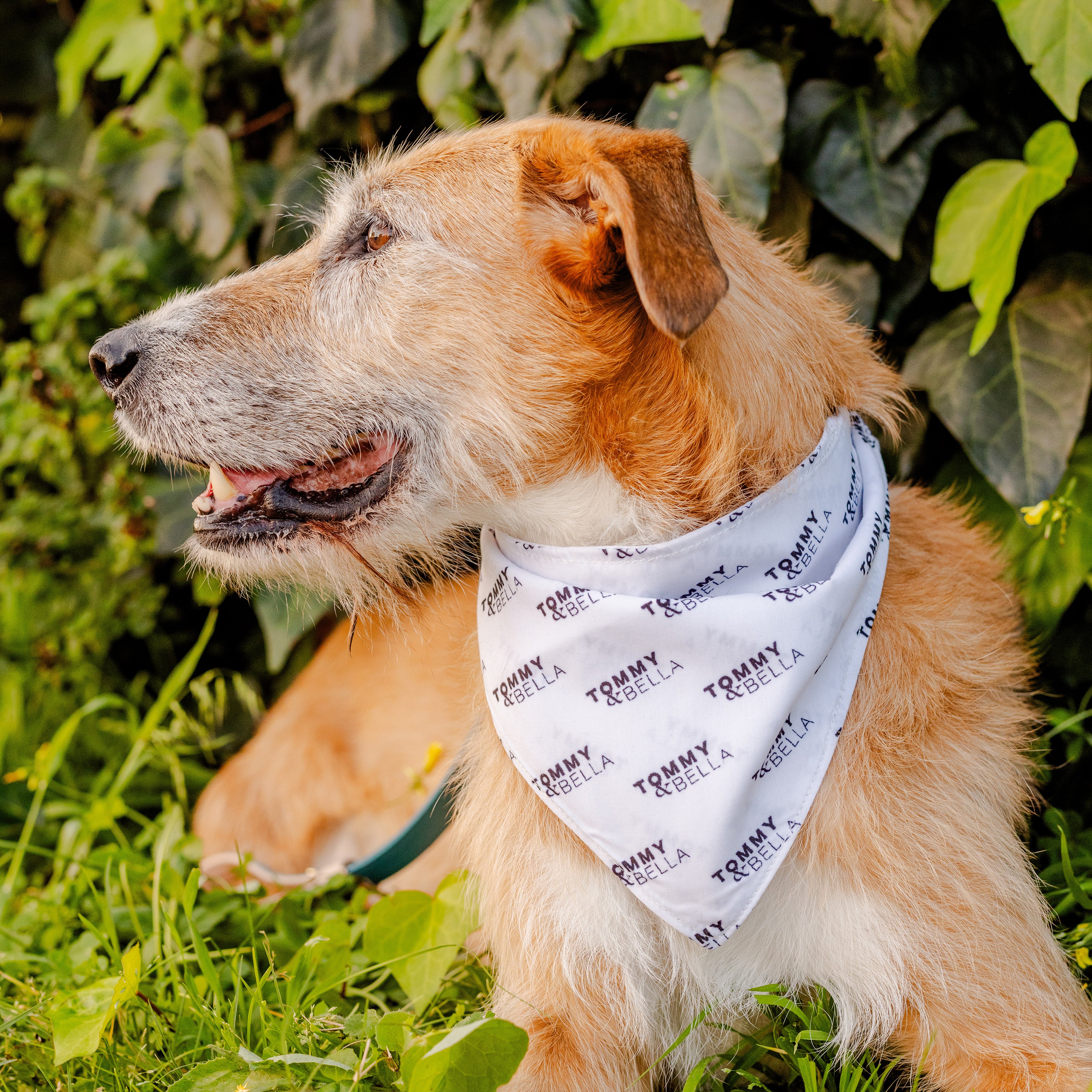 White Dog Bandana with Custom Logo - Stylish & Comfortable Pet Accessory for Walks, Photos & Special Occasions
