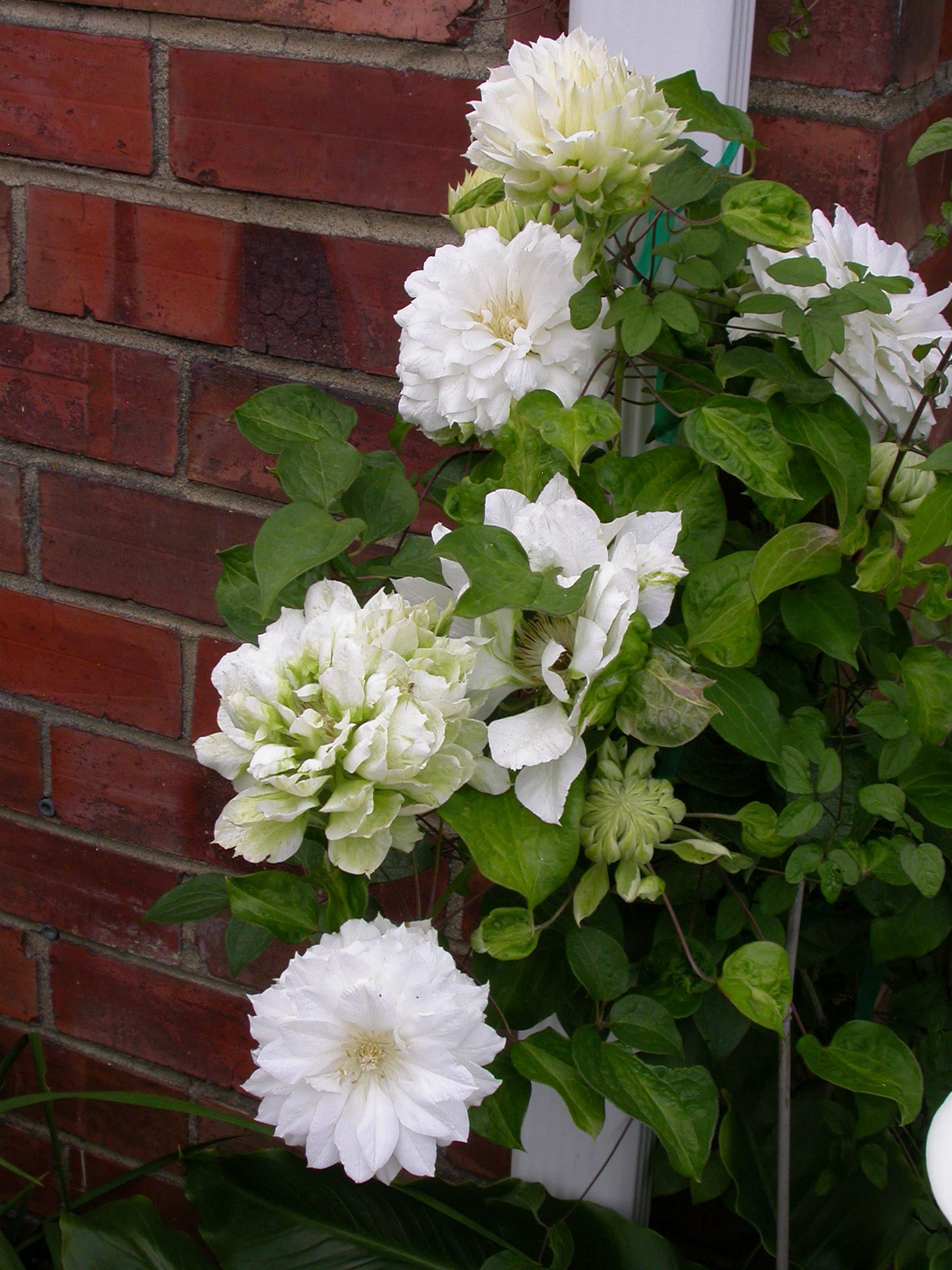 Clematis 'Duchess of Edinburgh' - 5 Live Starter Plants in 4 Inch Pots - White Blooming Flower Vine for Garden Trellis, Fence & Landscape Decoration - Perfect for Pergolas, Arbors and Vertical Gardens