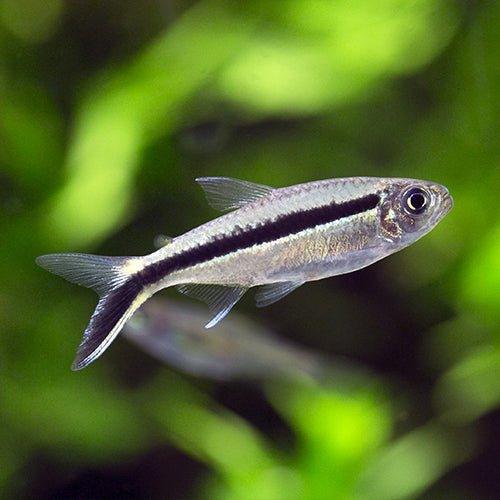 Penguin Tetra Fish (Thayeria boehlkei) - Live Freshwater Aquarium Fish for Community Tanks - Perfect for Home & Office Aquariums
