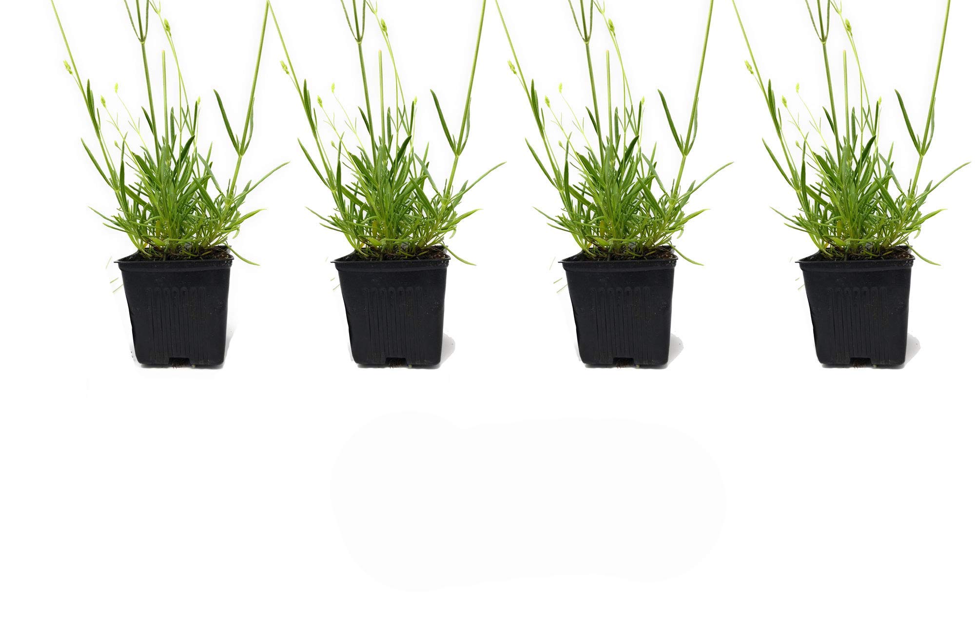 Lavender Plants (Lavandula x Intermedia 'Phenomenal') - 4 Live Plants in 4