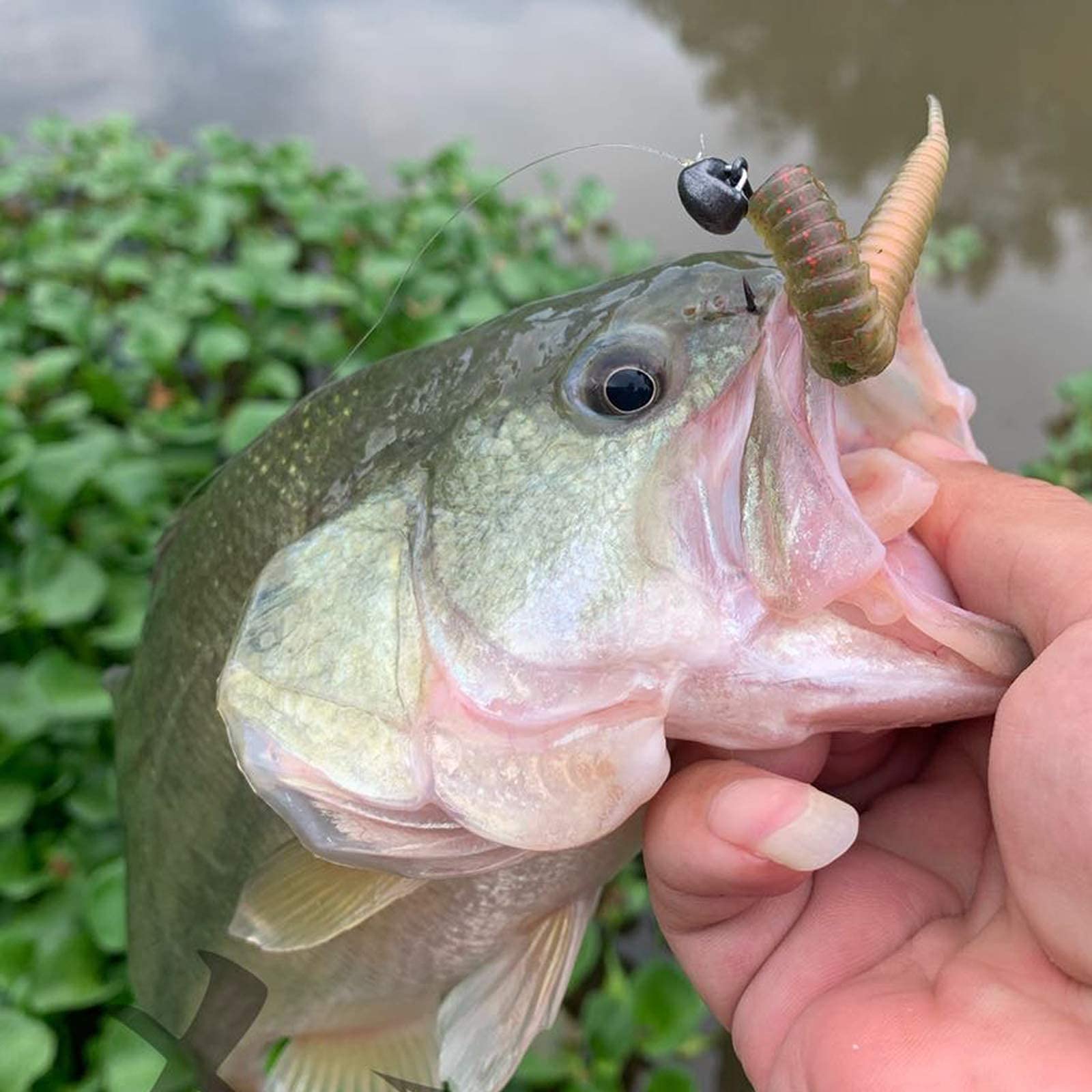 Premium Mushroom Swing Jig Heads for Bass & Crappie Fishing - 14oz/7g Ned Rigs Lures - Ideal for Freshwater Fishing & Tournament Use