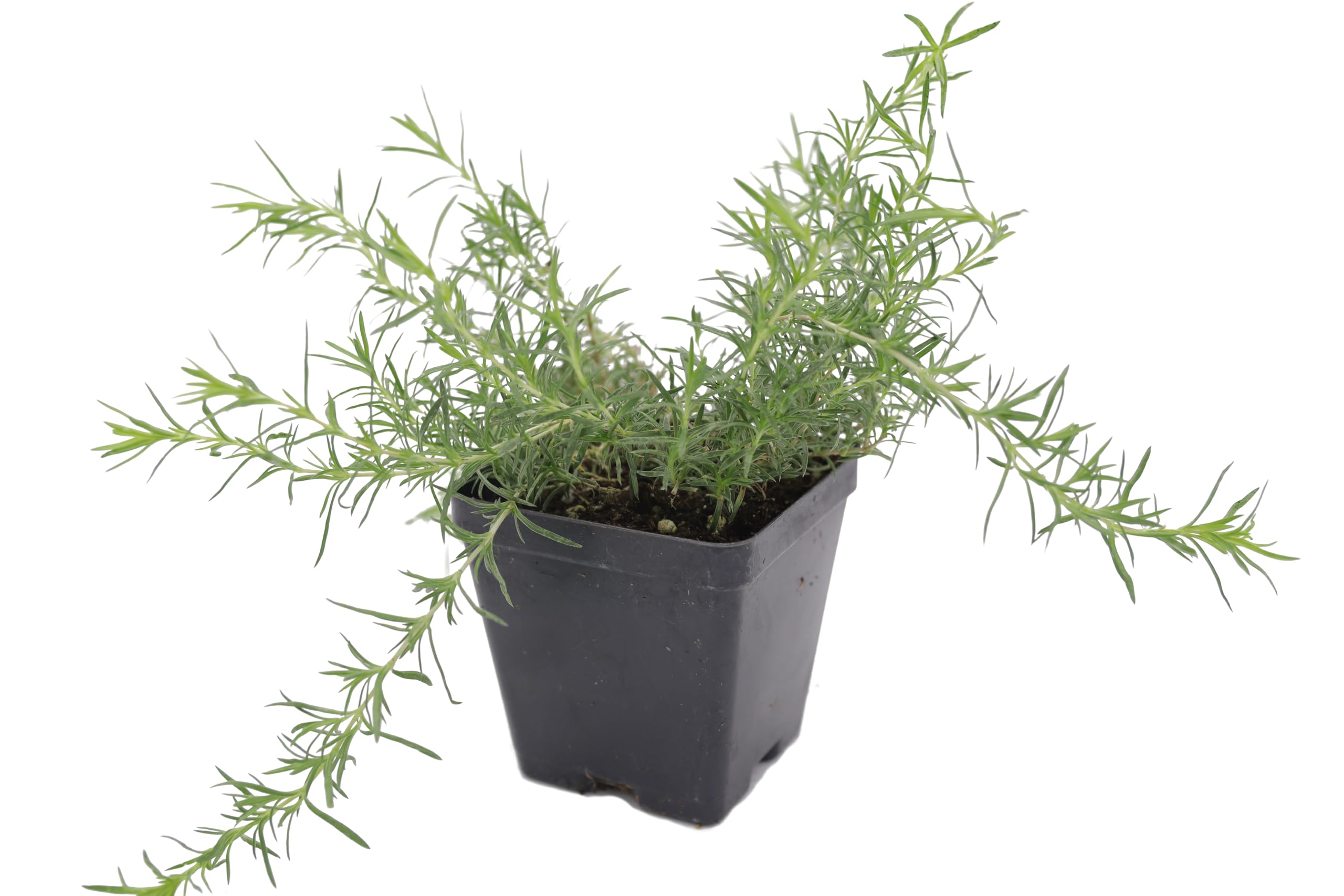 Red Creeping Phlox & Subulata Moss Phlox - 2 Live Ground-Cover Plants in Pint Pots | Drought-Tolerant Perennial Flowers for Rock Gardens, Slopes & Borders | Greenwood Nursery