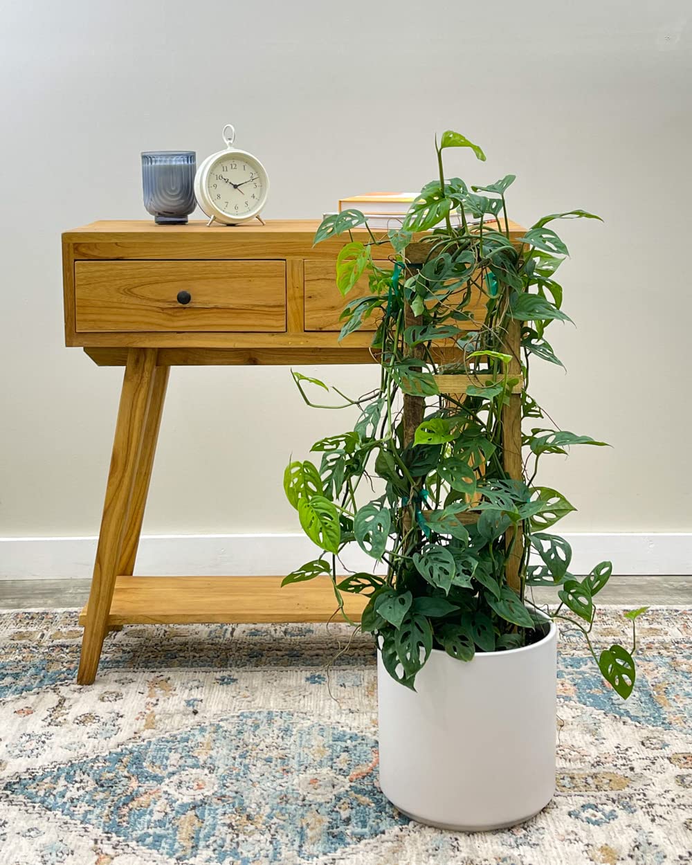 Monstera Adansonii Swiss Cheese Plant - Large Live Indoor Floor Plant with Trellis | Perfect for Home Decor, Office Spaces & Plant Lovers