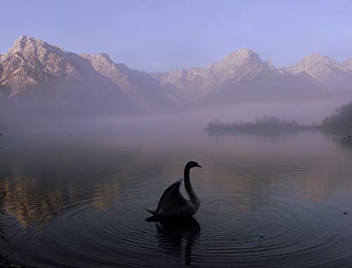 20x30 Inch Swan Austria Mountains Water Lake Landscape Laminated Poster - Bright Colors & Vivid Imagery - Home Decor Wall Art - Perfect for Living Room, Bedroom, Office Decor