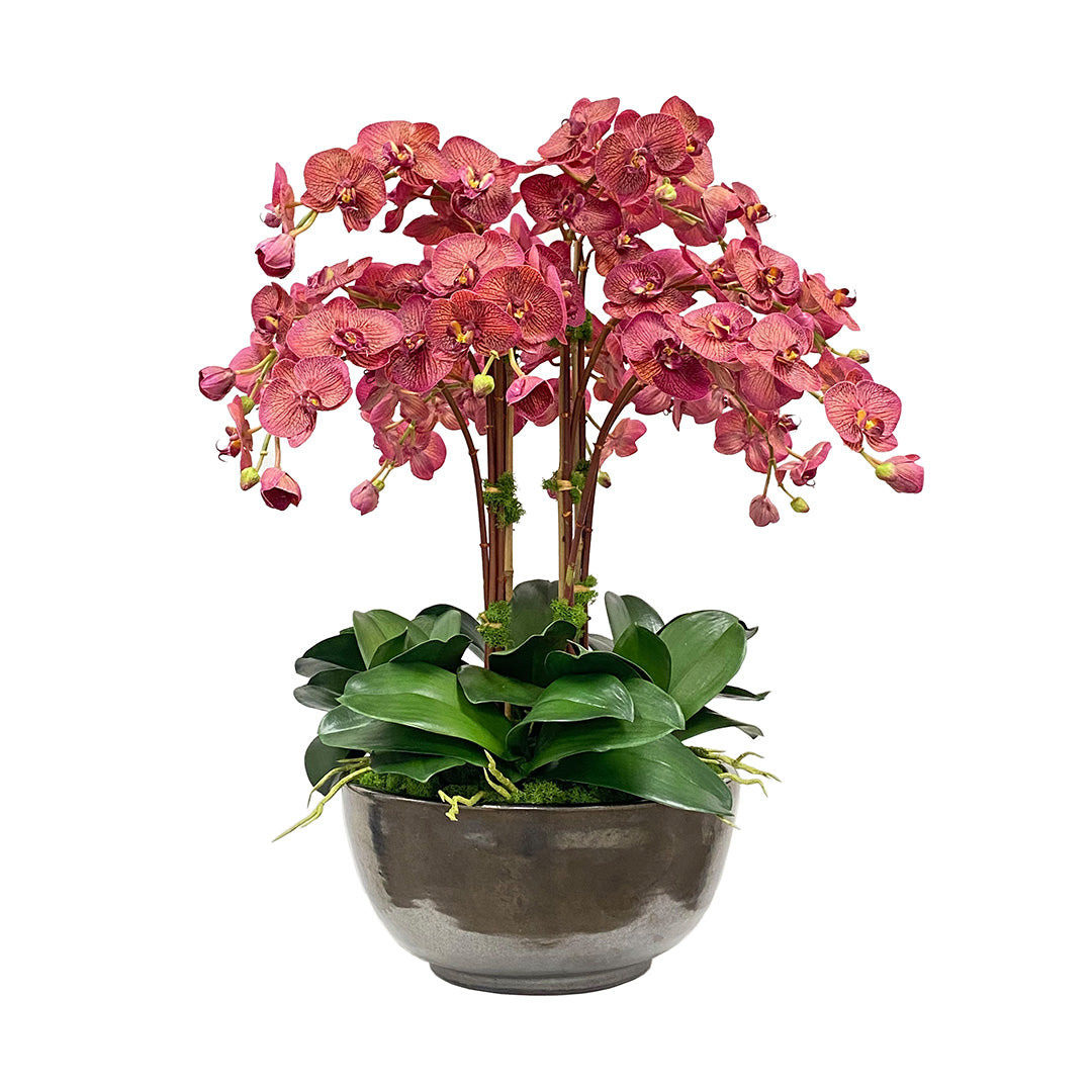 Premium Montecito Phalaenopsis Orchid - Elegant Live Flowering Plant for Home, Office & Wedding Decor - Perfect Gift for Plant Lovers & Special Occasions