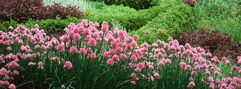 Peel & Stick Wall Murals - Flowering Plants Red Butte Garden Arboretum Wallpaper (60x22.25 Inches) | Self-Adhesive Removable Decals for Home Decor, Nursery, Office & Living Room