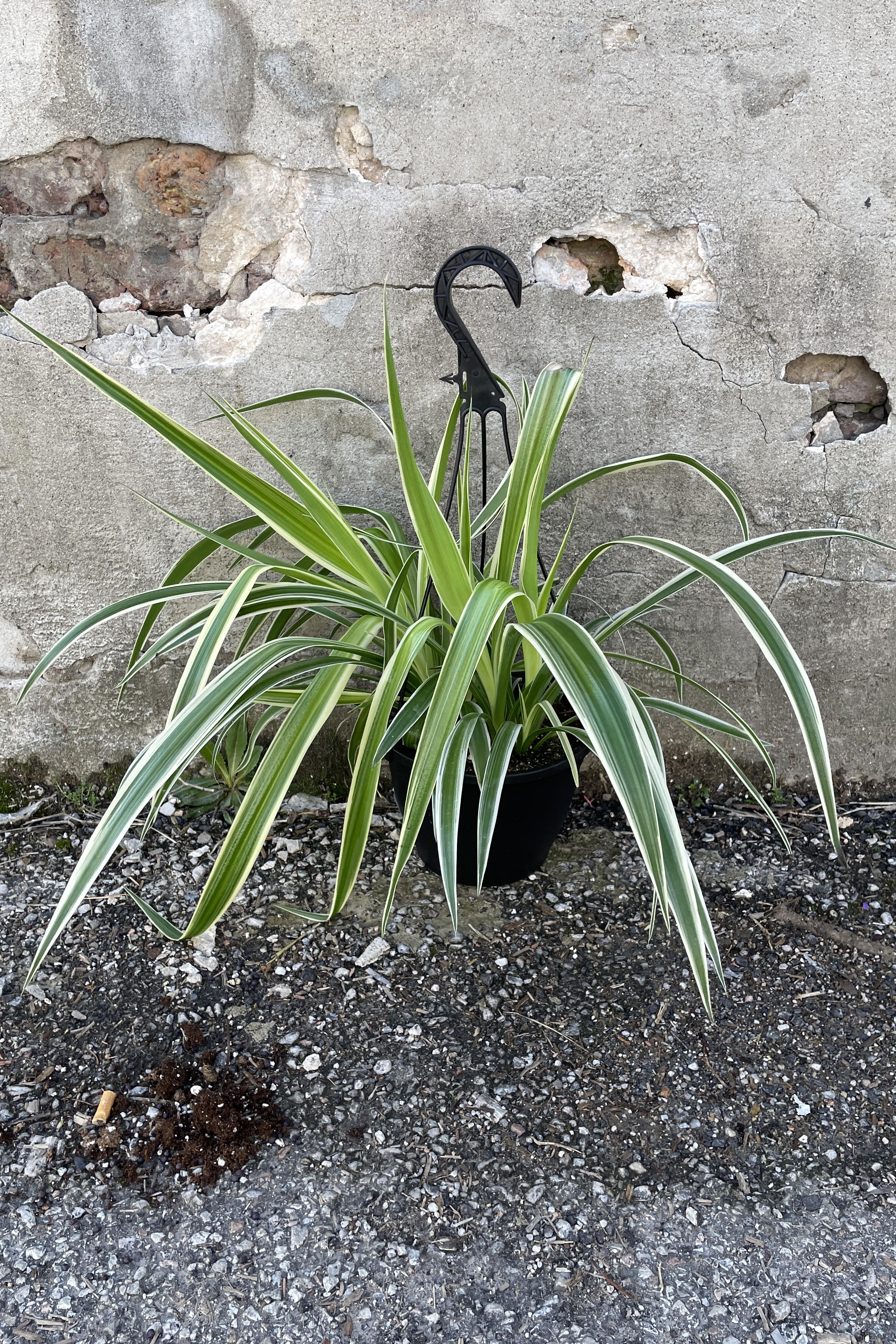 Reverse Variegated Spider Plant (Chlorophytum comosum) - 8