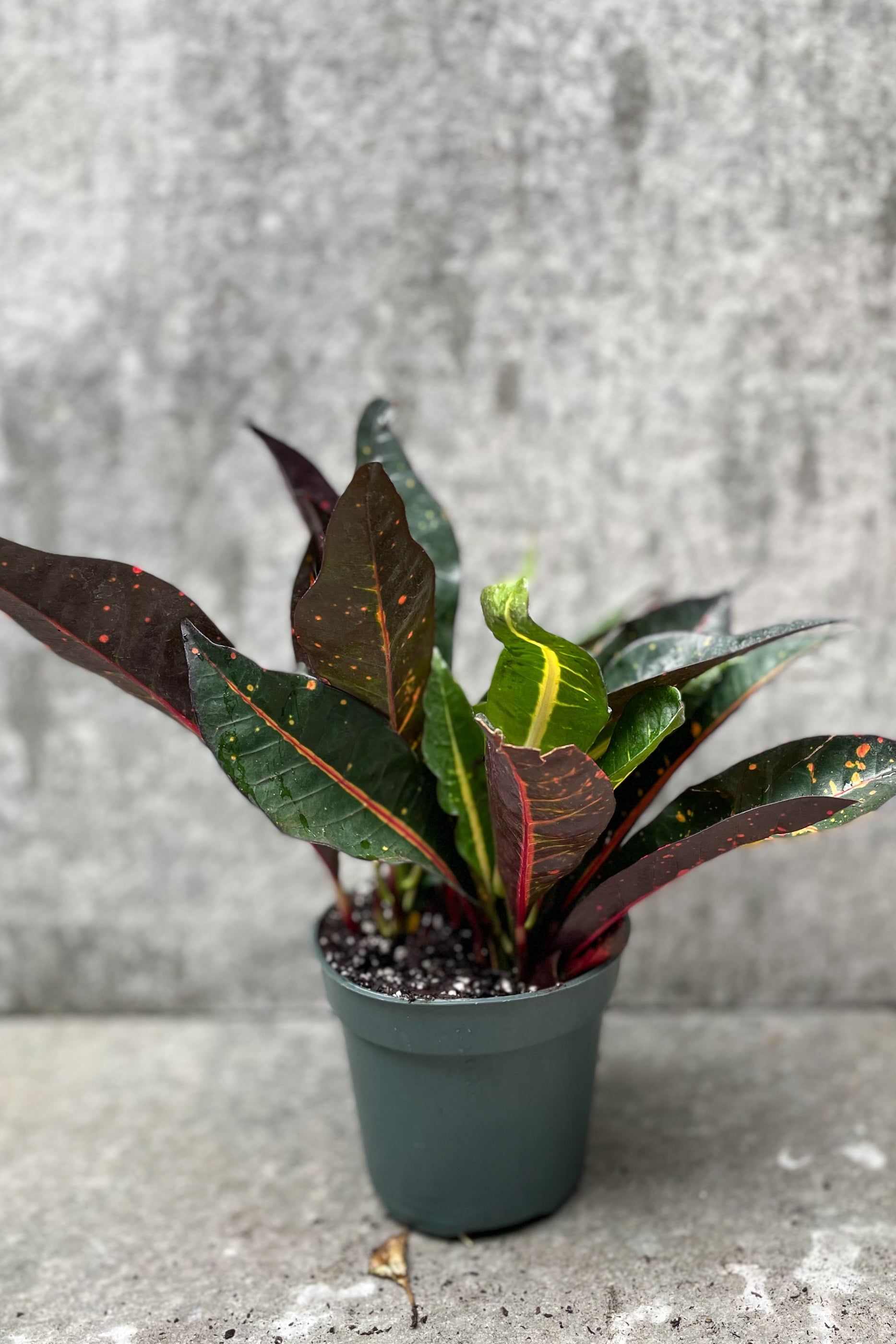 Codiaeum Variegatum Garden Croton 4