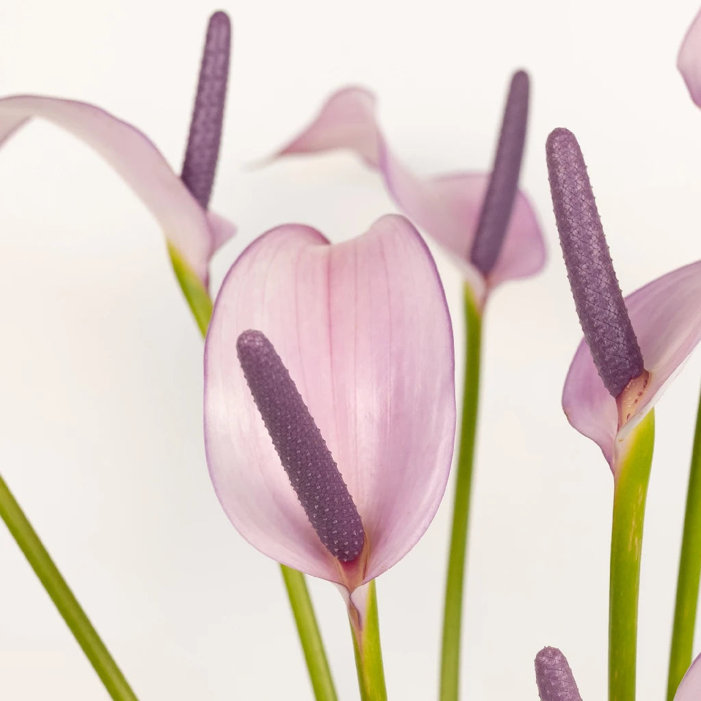 Anthurium Lavender Lady Tropical Flower - Exotic Live Houseplant for Home Decor, Office & Gift Giving