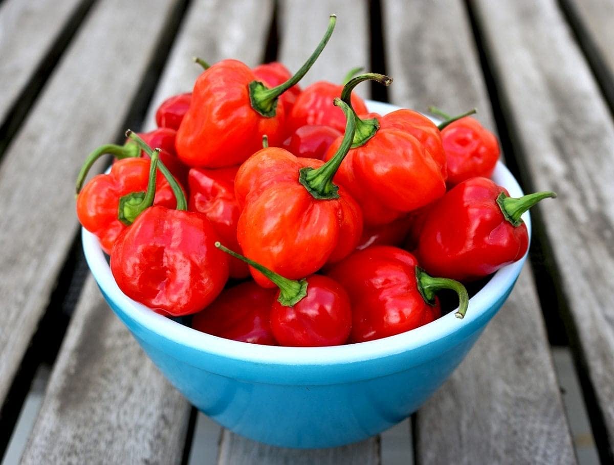 Gaea's Blessing Non-GMO Habanero Pepper Seeds - 92% Germination Rate, Open-Pollinated Heirloom Hot Peppers with Planting Guide - Perfect for Home Gardening, Spicy Cooking & DIY Hot Sauce Making