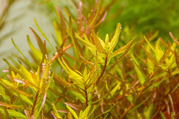 Dennerle Rotala Rotundifolia 'Laos' Live Aquarium Plant in Pot - Perfect for Freshwater Fish Tanks, Aquascaping & Aquatic Gardens