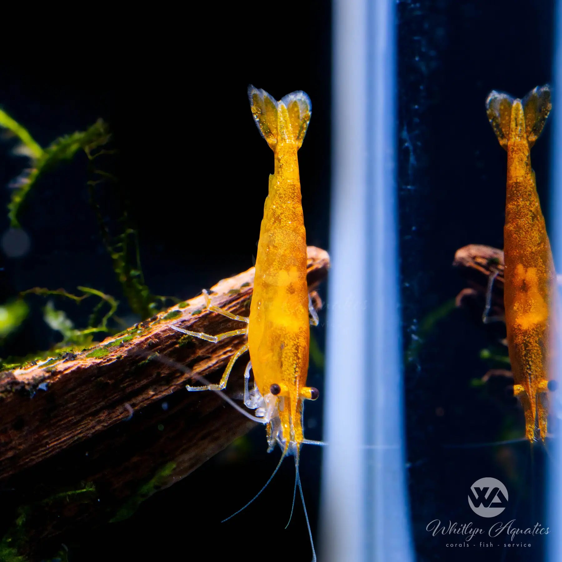 Premium Sunkist Orange Shrimp (Neocaridina davidi) - Live Freshwater Aquarium Shrimp for Fish Tanks, Nano Tanks & Aquatic Ecosystems