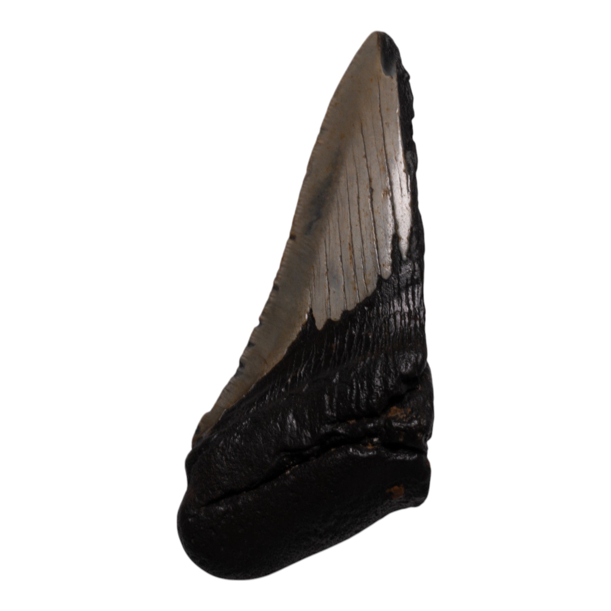 Authentic Megalodon Tooth Fossil - Half Size - Perfect for Collectors, Jewelry Making & Educational Displays