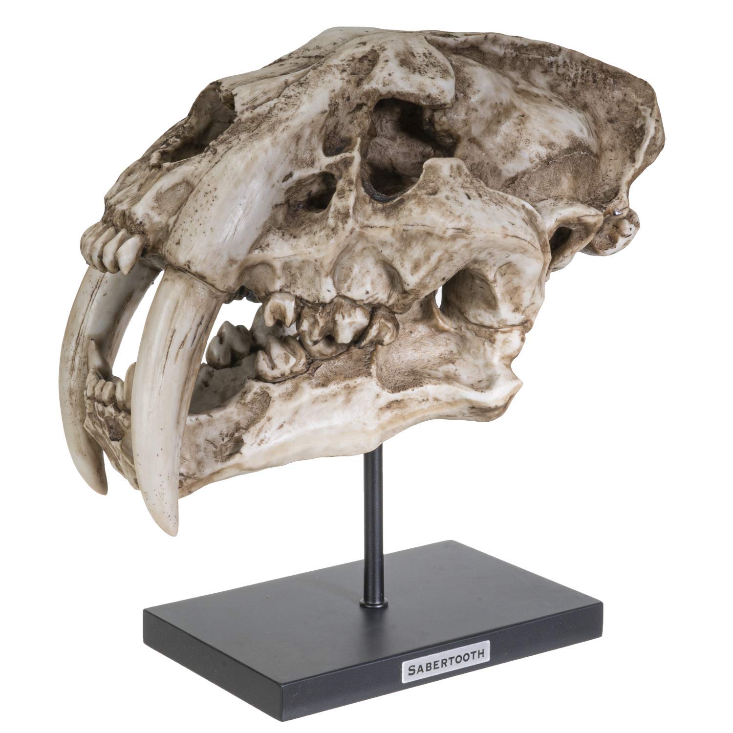 SUMMIT COLLECTION Polystone Resin Sabertooth Tiger Skull Replica - 12.5