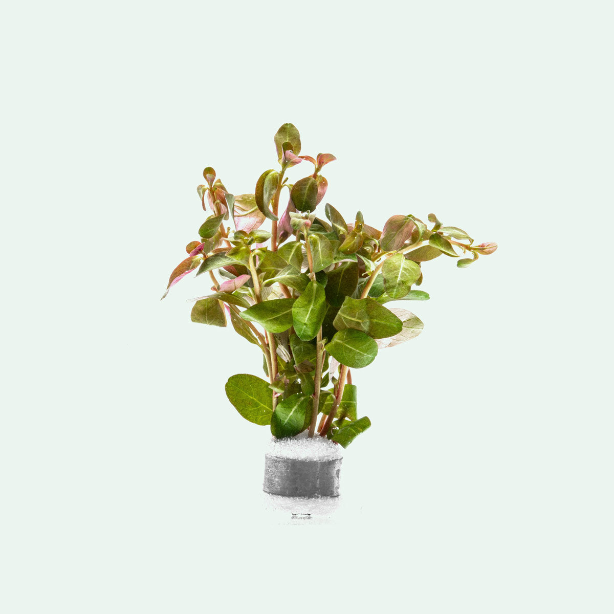 Ludwigia Senegalensis Aquatic Plant for Freshwater Aquariums - Perfect for Aquascaping, Fish Tanks & Aquatic Decor