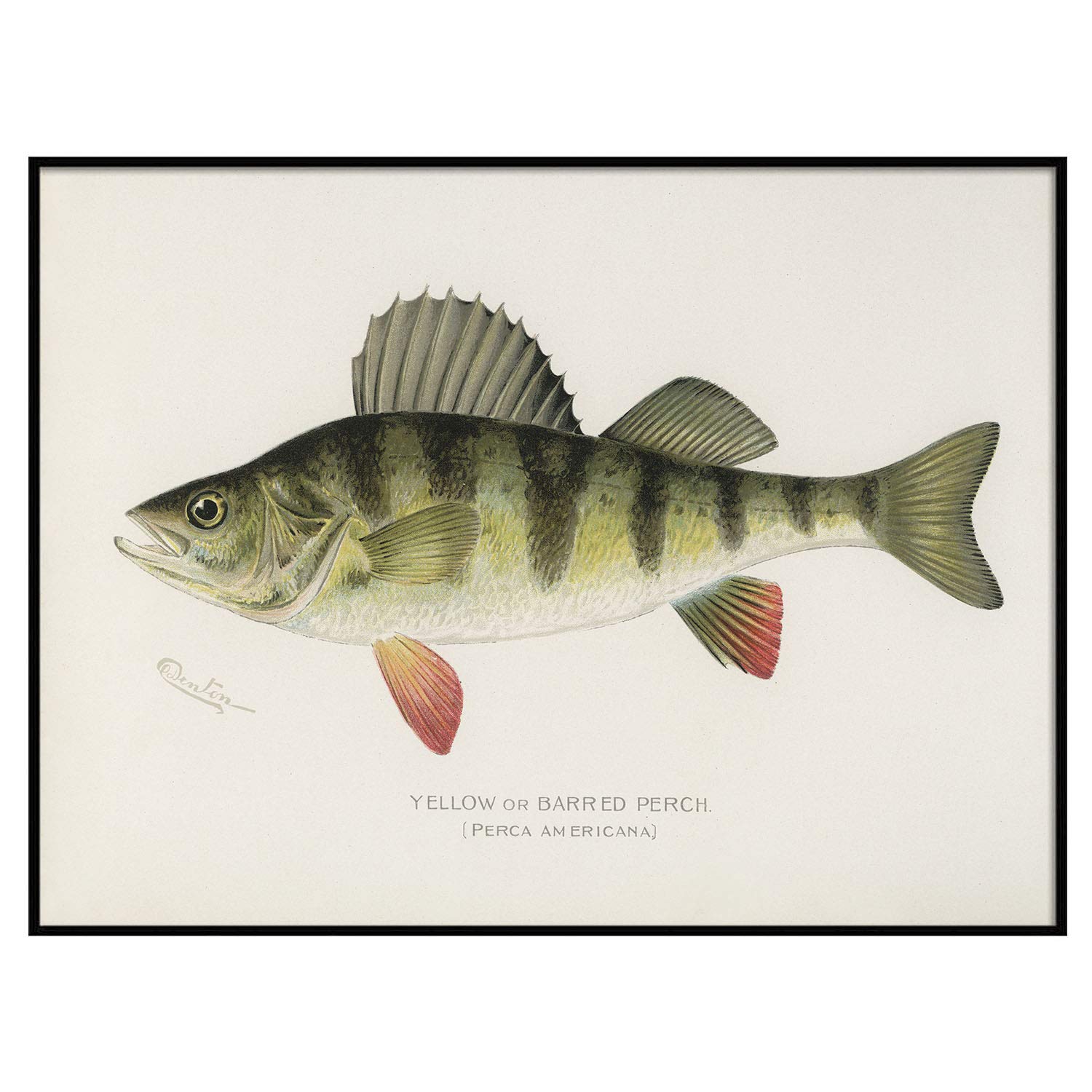 Vintage Yellow Fish Print - Barred Perch Fishing Poster Wall Art Decor - Unique Fishing Gift for Dad & Men - 8.5x11 Inches - Perfect for Home, Office, Man Cave & Fishing Enthusiast Gifts