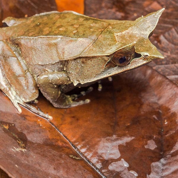 Organic Galápagos Magnolia Leaf Litter for Terrariums - Natural Substrate for Reptiles, Amphibians & Bioactive Vivariums - Perfect for Habitat Enrichment & Egg-Laying Areas
