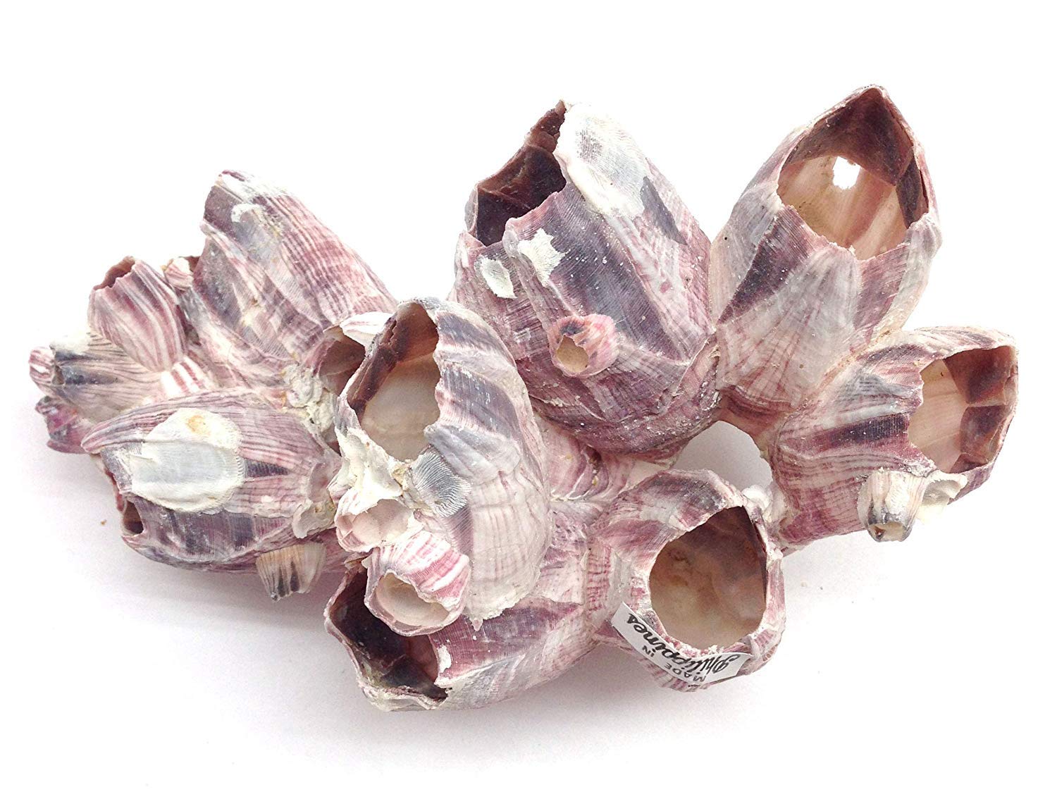 Natural Purple Barnacles Clusters for Saltwater Aquariums - 5 to 7 Inch Coral Decorations | Perfect for Marine Fish Tanks, Reef Aquascaping & Aquatic Habitat Enhancement