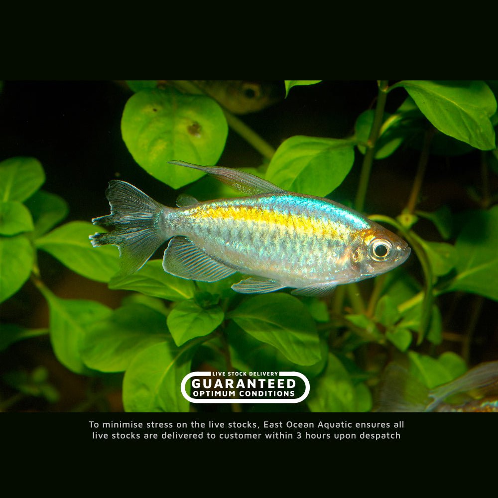 Premium Congo Tetra Fish - Live Tropical Freshwater Aquarium Fish for Sale | Vibrant Colors & Peaceful Community Tank Fish for Home & Office Aquariums