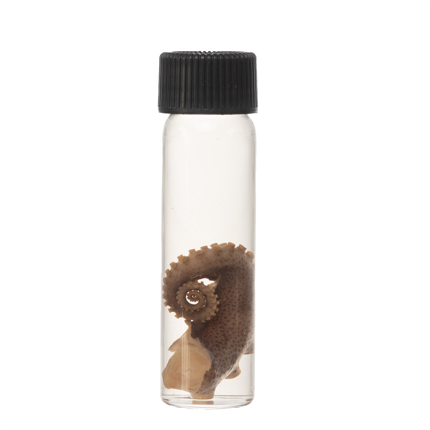 Authentic Real Tentacle Wet Specimen - Preserved Marine Biology Specimen for Science Education & Oddity Collectors | Perfect for Classroom Display, Gothic Decor & Curiosity Cabinets