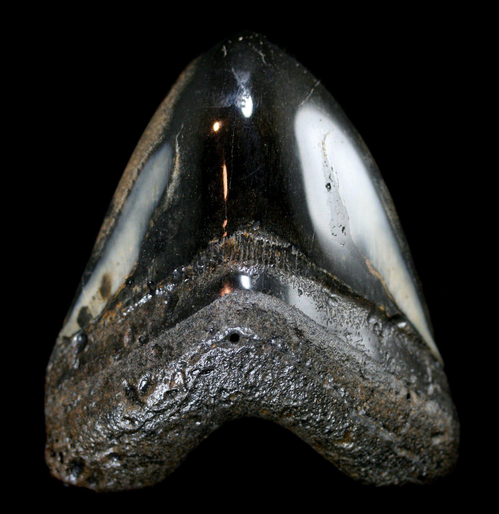 Authentic Polished Megalodon Tooth Fossil - Large Shark Tooth Specimen for Collectors, Display & Education - Perfect for Home Decor, Classroom Teaching & Paleontology Enthusiasts