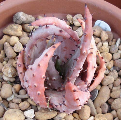 Aloe Aculeata v. Crousiana - Rare Exotic Succulent & Hardy Agave Plant Seeds (50 Seeds) for Desert Gardens, Xeriscaping & Indoor Plant Collections