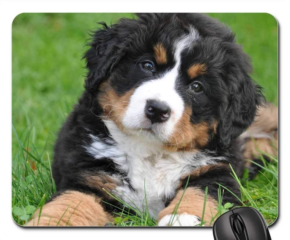 Large Gaming Mouse Pad with Bernese Mountain Dog Design - Non-Slip Rubber Base, Extended Mouse Mat for PC, Laptop & Office Use - Perfect for Gamers, Work & Home Decor