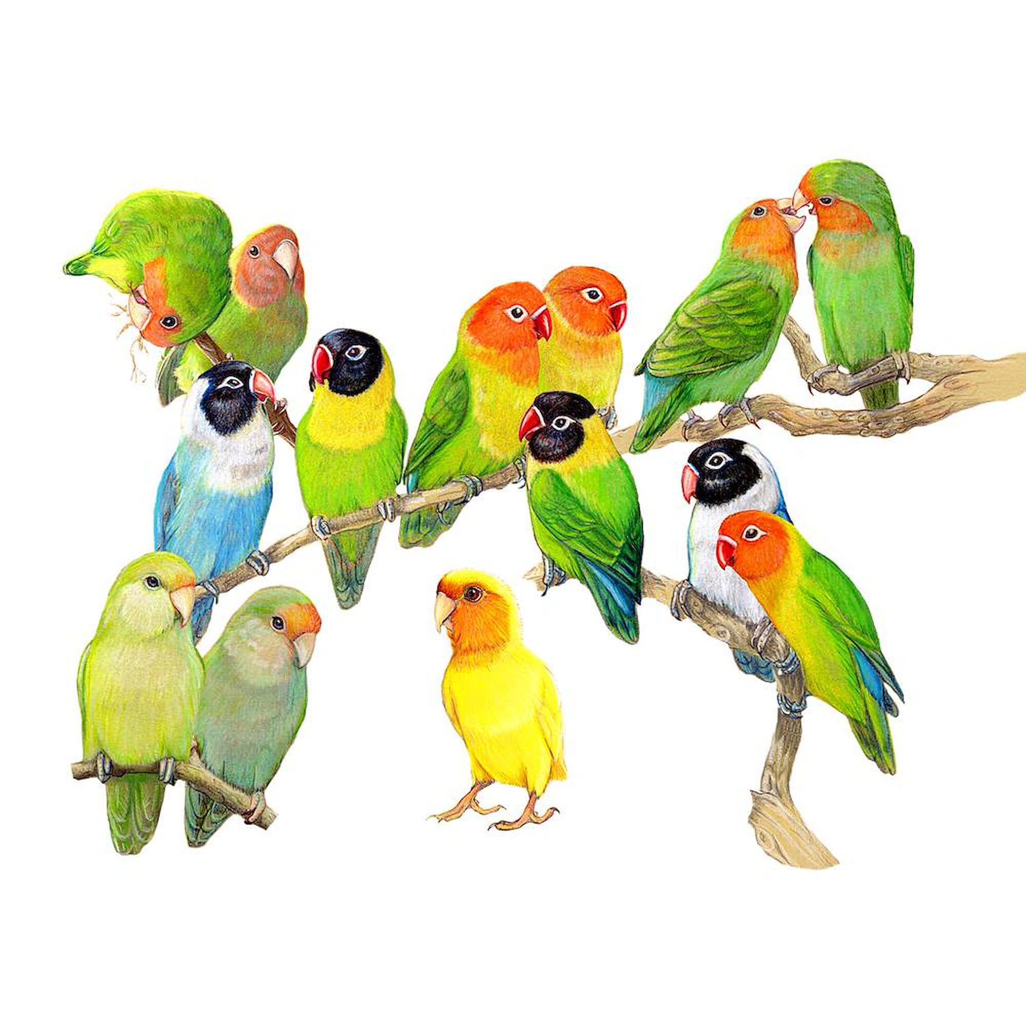 Lovebird Horde Ceramic Coffee Mug 11 oz (325 ml) - Perfect for Tea, Hot Chocolate & Office Use - Funny Gift for Bird Lovers & Couples