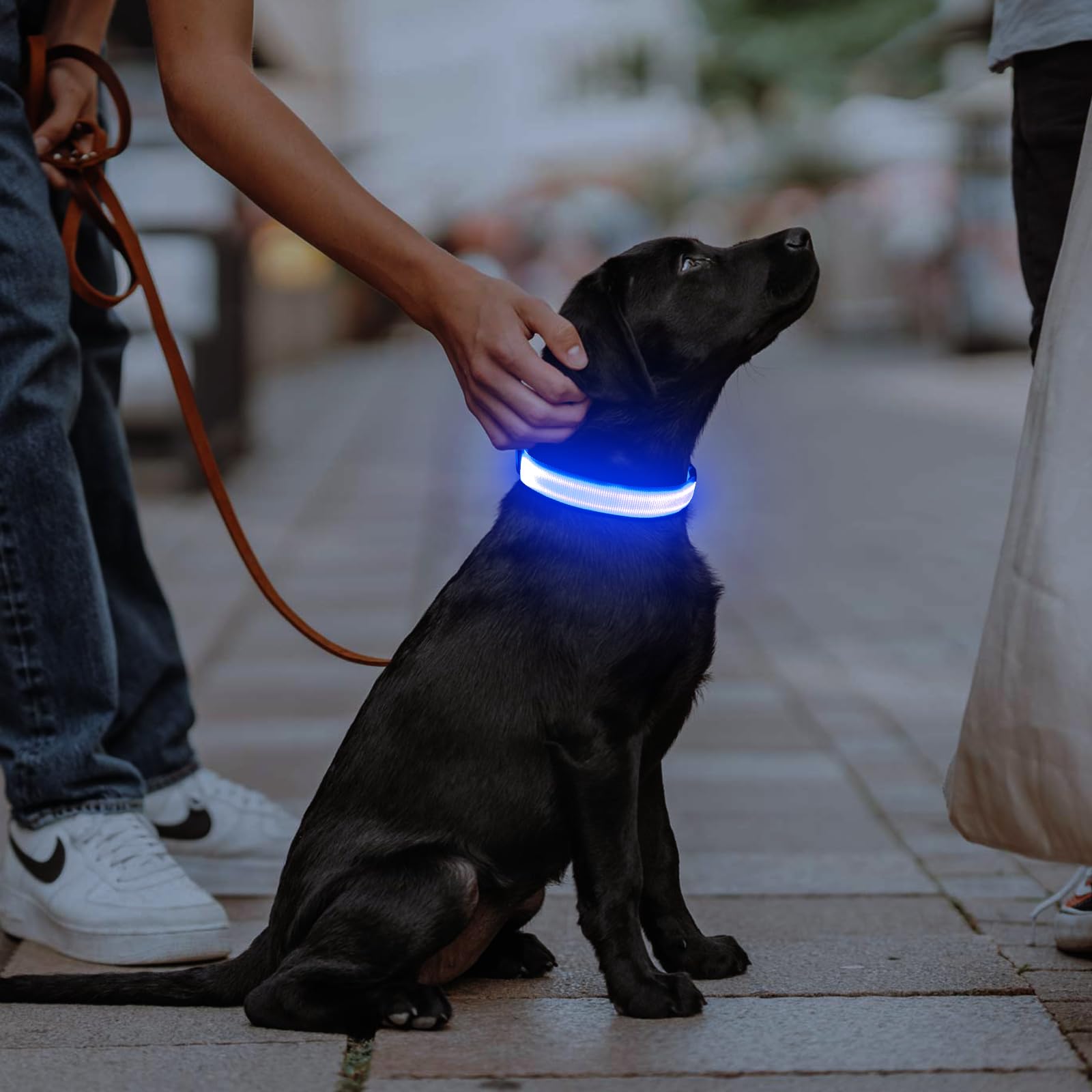 Illumifun USB Rechargeable LED Dog Collar - Glow in The Dark Adjustable Safety Light for Night Walking - Waterproof Reflective Pet Collar for Small/Medium Dogs (Blue) - Perfect for Evening Walks, Jogging & Outdoor Adventures