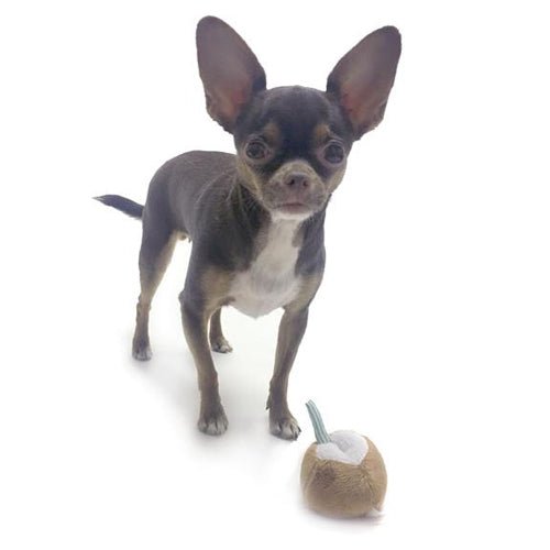 CocoTherapy Coconut Pipsqueak Dog Toy - Natural Chew Toy for Small Dogs, Puppies & Teething - Perfect for Indoor & Outdoor Playtime