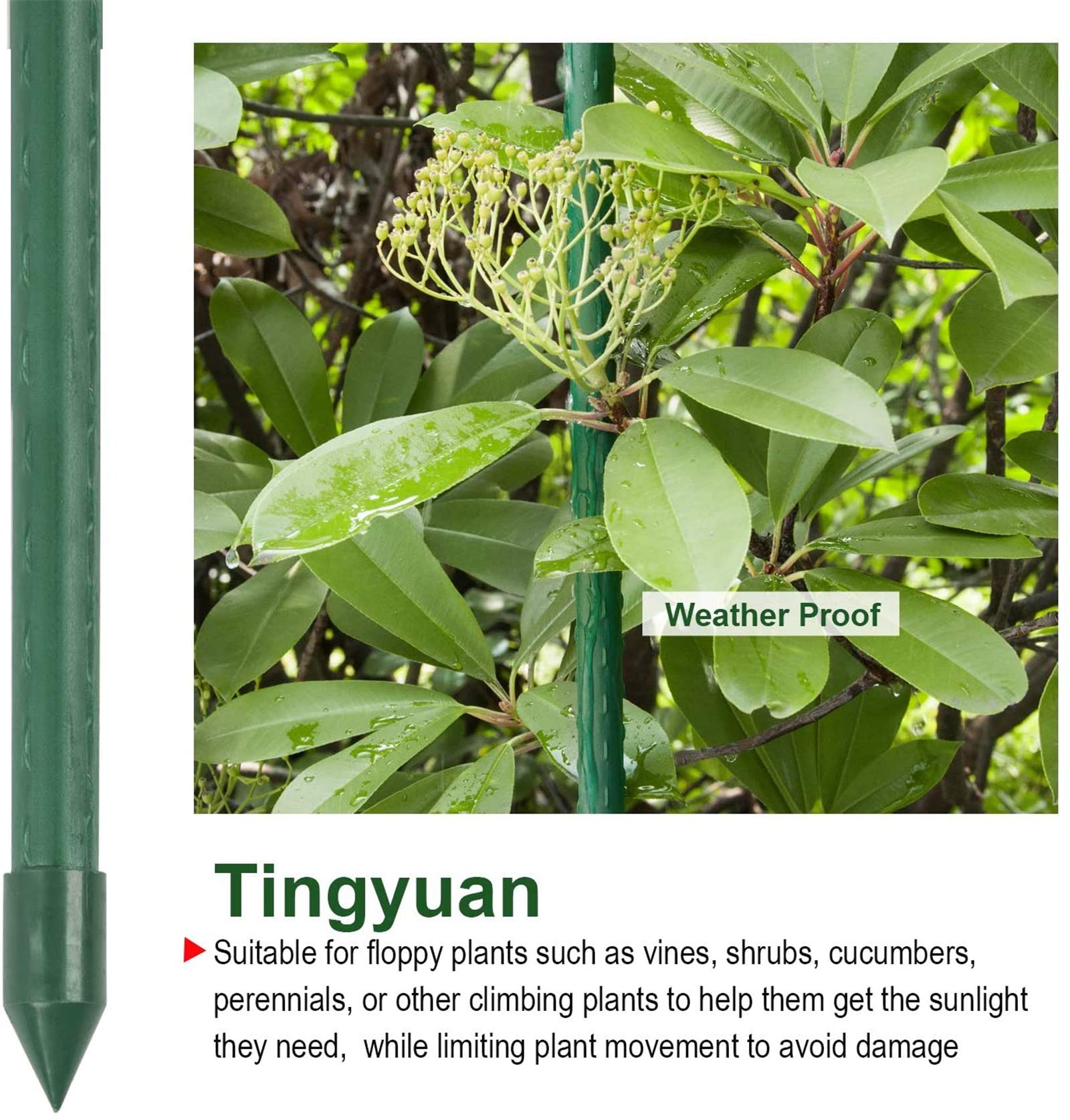 Tingyuan 25-Pack 4FT & 25-Pack 6FT Garden Stakes Bundle - Heavy Duty Plant Support for Tomatoes, Vines & Flowers - Perfect for Vegetable Gardens, Landscaping & Outdoor Decor