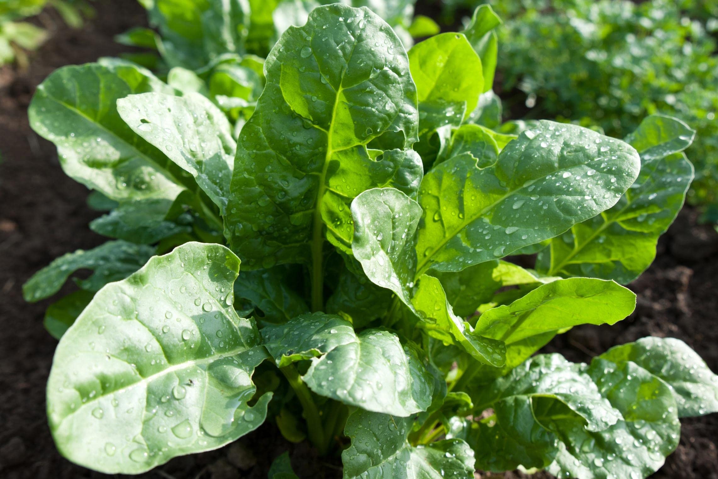 Organic Bulk Spinach Seeds - 10 Lbs Non-GMO, Heirloom Variety for Home Gardening, Farming & Commercial Planting - Perfect for Salads, Smoothies & Healthy Eating
