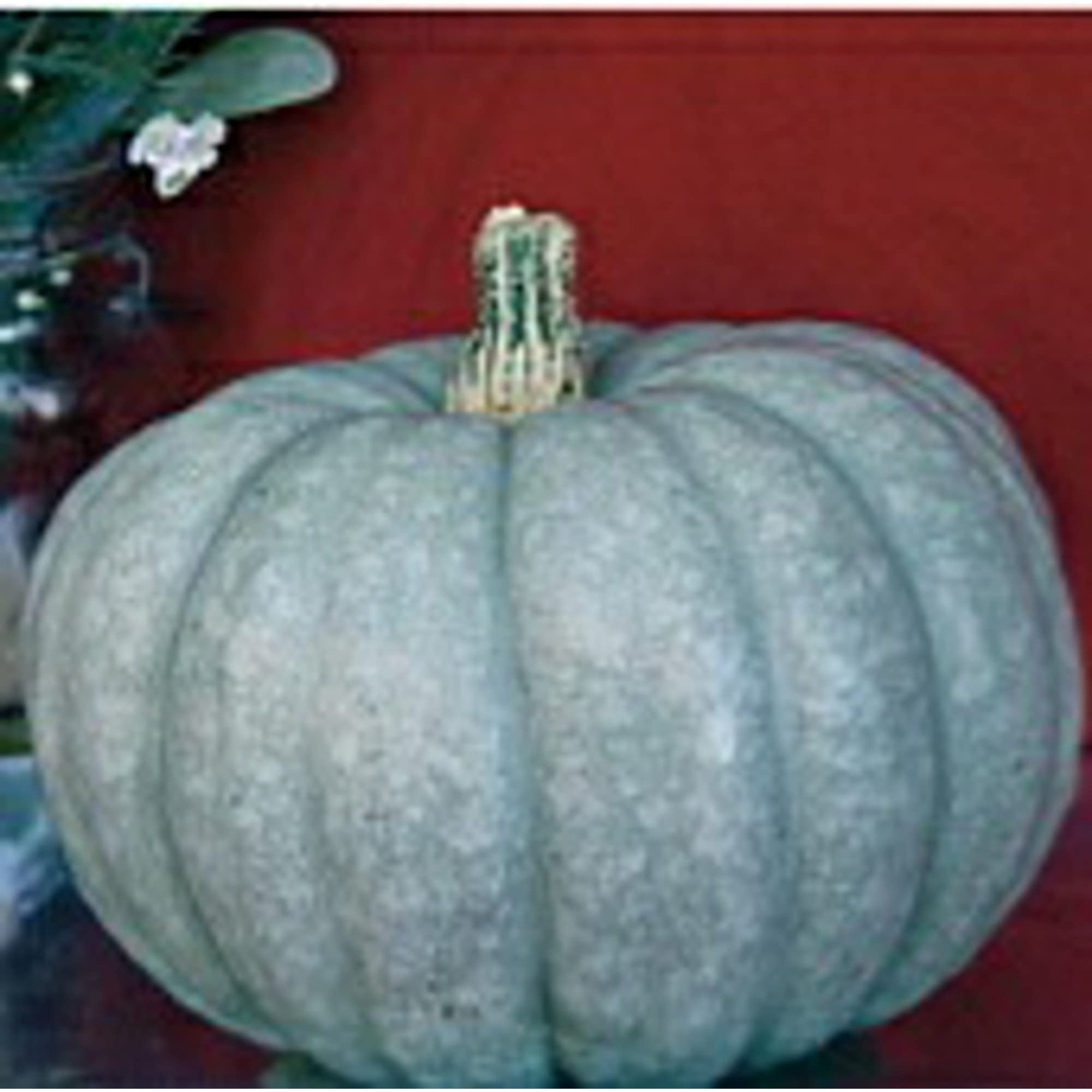 Blue Moon Pumpkin Seeds (20+ Seeds) | Non-GMO Heirloom Vegetable Seeds for Planting | Home Garden, Greenhouse & Outdoor Growing | Perfect for Fall Decorations, Baking & DIY Crafts