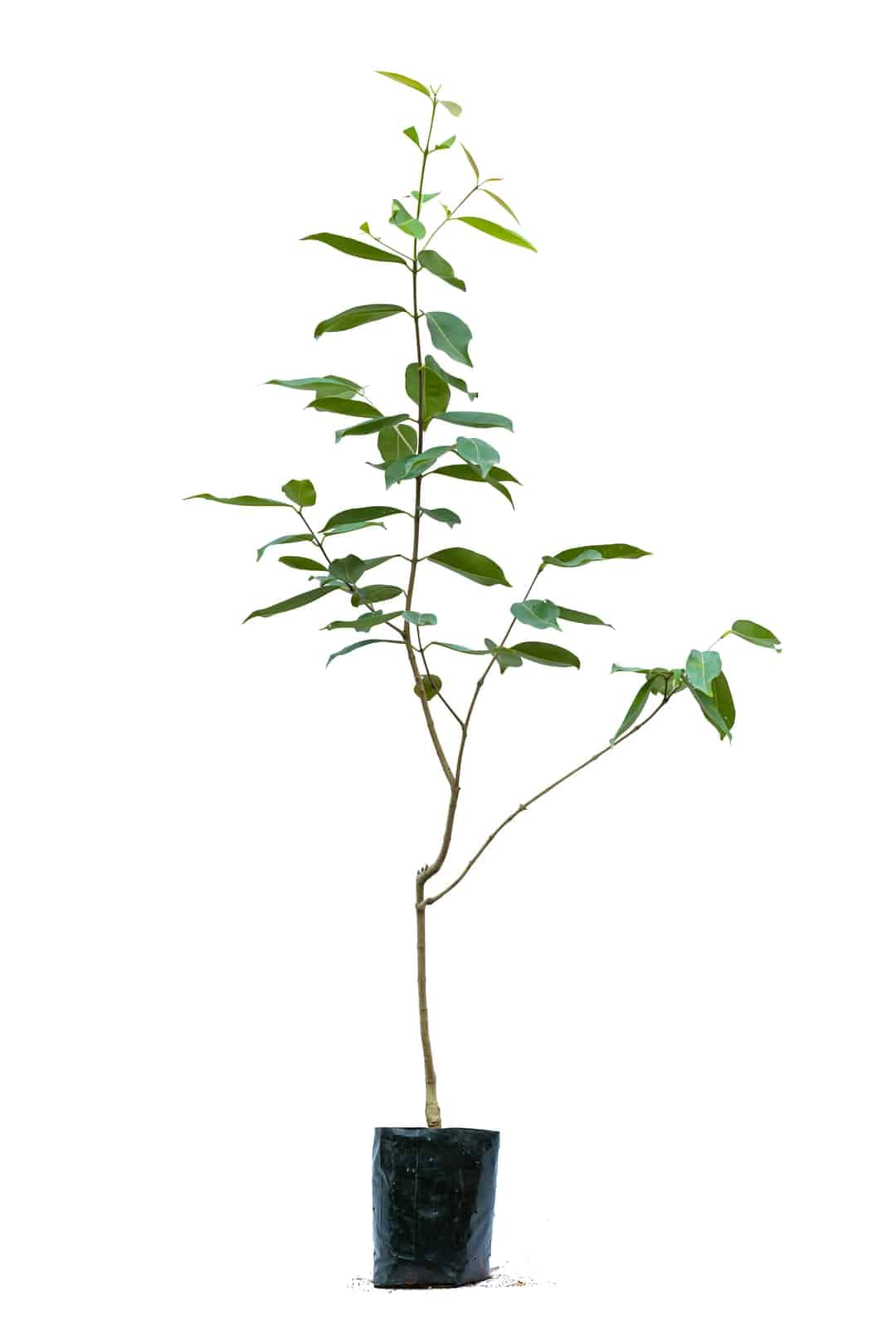 SelfLine Black Hybrid Jamun Tree Plant - Healthy Live Java Plum (Syzygium Cumini) for Home Garden - Perfect for Landscaping, Fruit Production & Shade