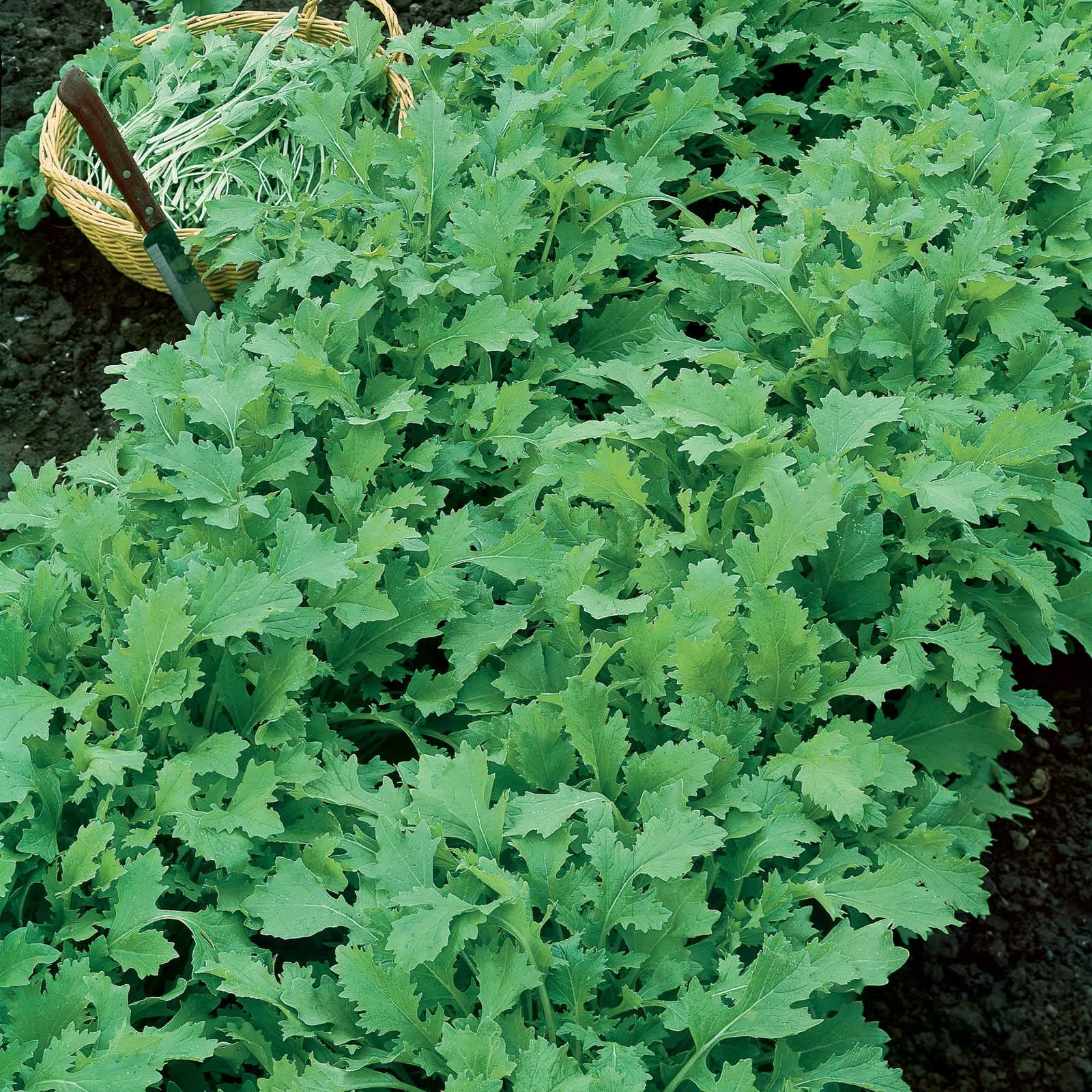 Organic Turnip Seeds - Seven Top Heirloom Variety - Fast Growing Vegetable Seeds for Home Garden & Culinary Use - Perfect for Salads, Soups, and Healthy Cooking