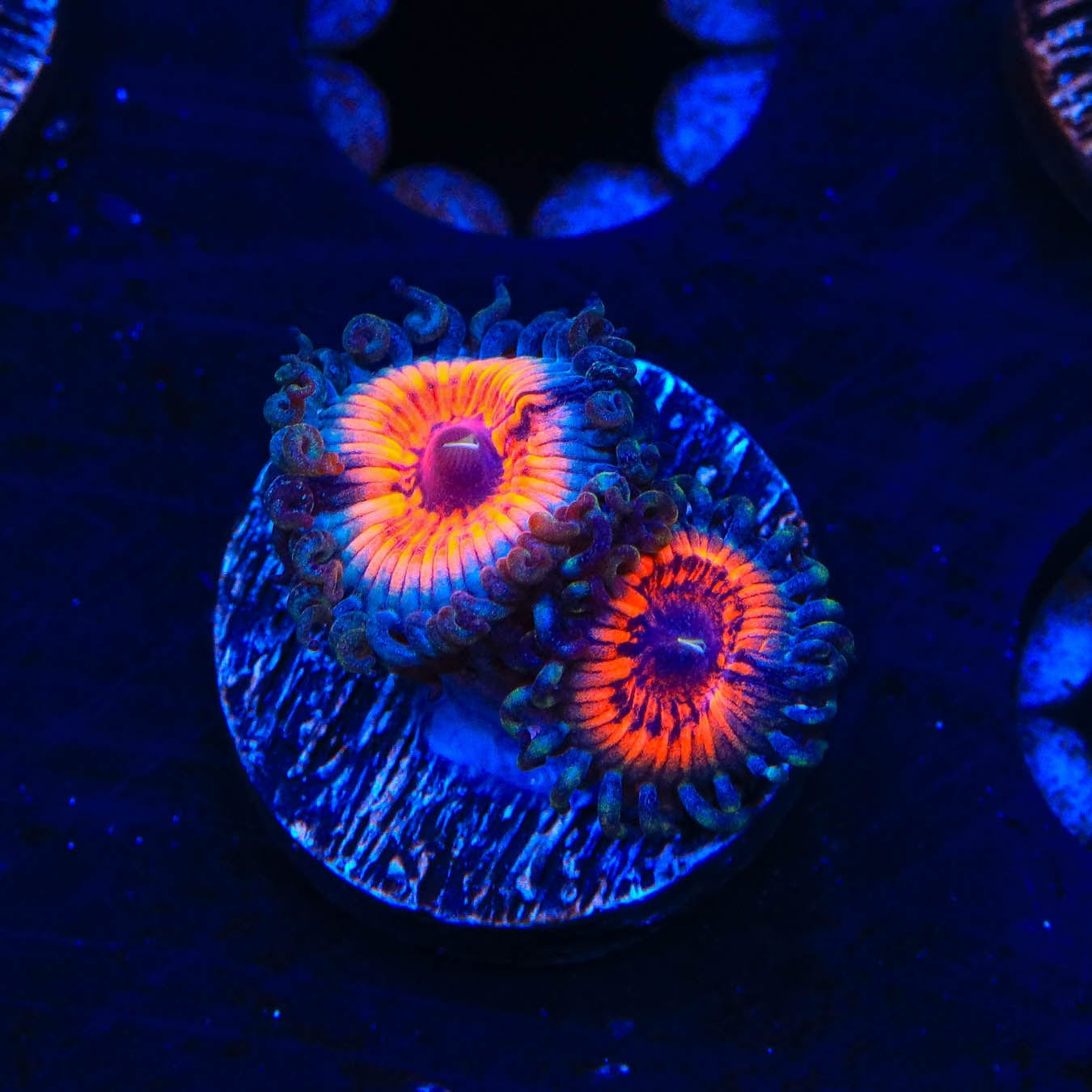 Everlasting Gobstopper Zoanthids Coral - Vibrant Saltwater Aquarium Coral for Reef Tanks & Marine Displays | Perfect for Coral Fragging and Aquascaping