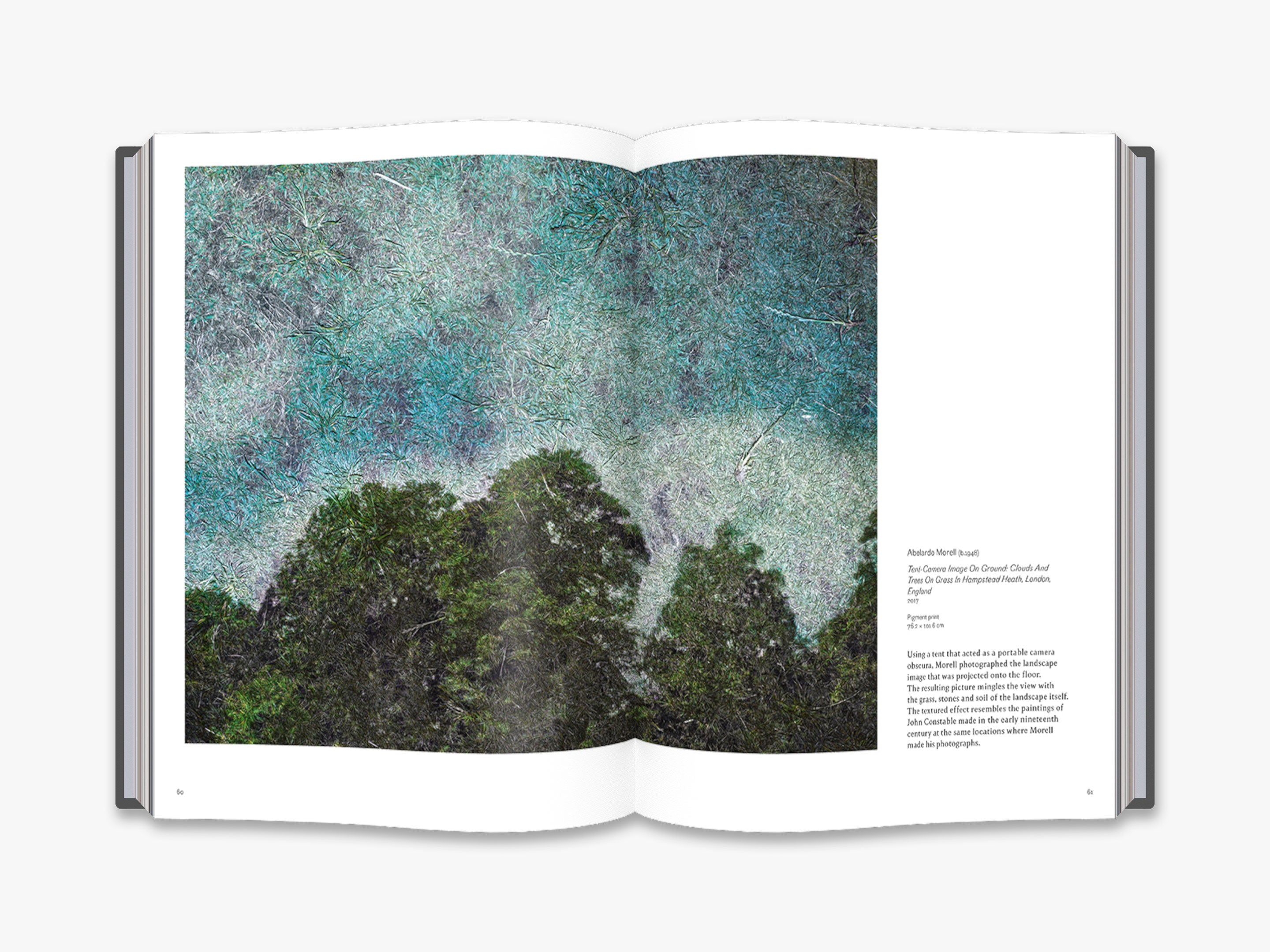 Into the Woods: Stunning Tree Photography Book - Nature Landscape Photo Collection for Home Decor & Art Lovers | Perfect for Living Room, Office & Gift Giving