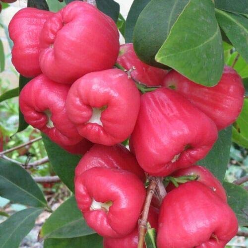 Yunakesa Wax Apple / Jambu (Syzygium Samarangense) Live Fruit Tree 24-36 Inches Tall - Tropical Fruit Tree for Home Garden, Landscaping & Fresh Fruit Production