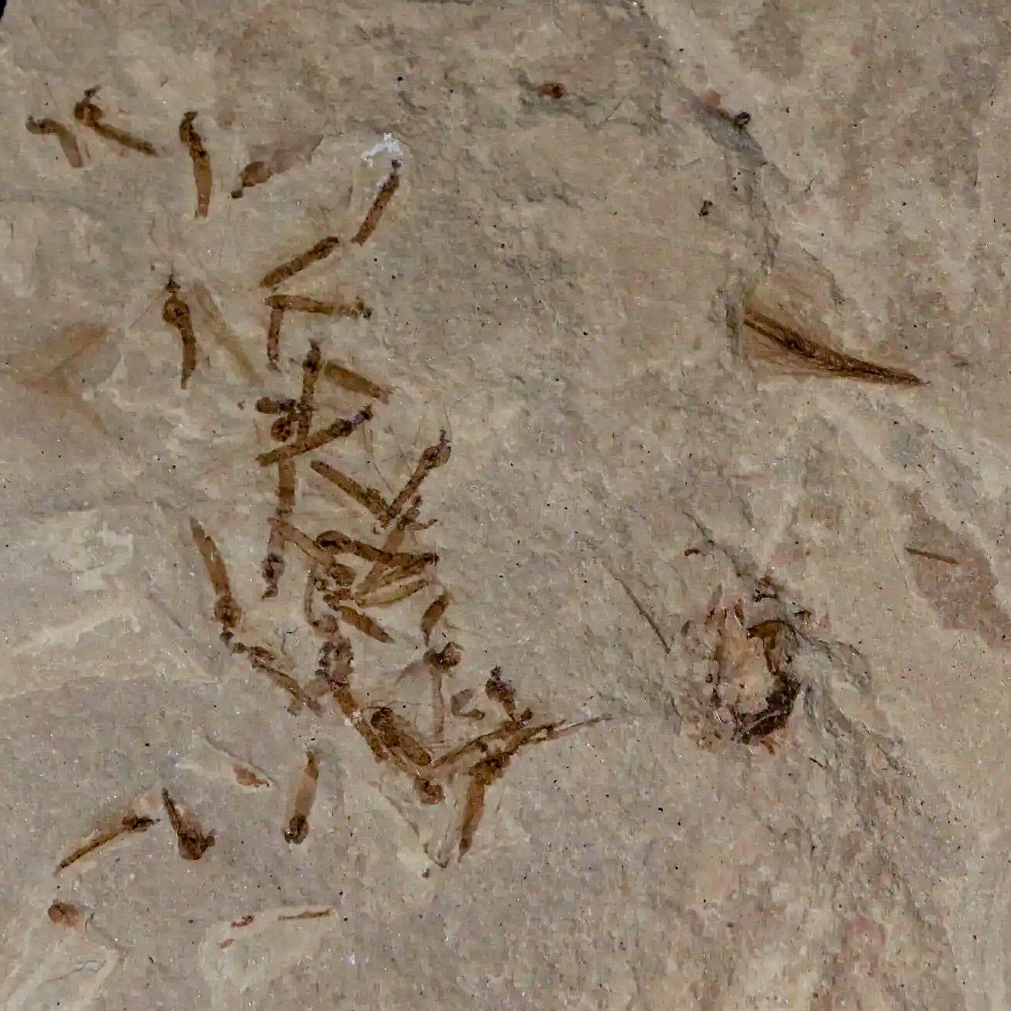 Authentic Fossil Crane Flies & Allophylus Leaf Mass Mortality Plate - Green River Formation, Eocene Age (50 Million Years Old) - Perfect for Paleontology Collectors, Science Education & Home Decor