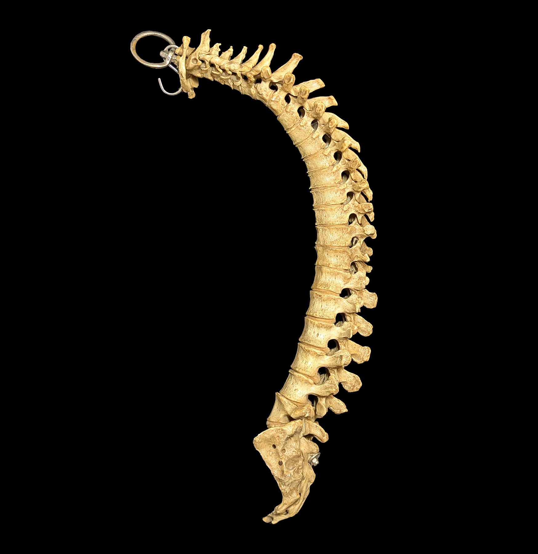 Articulated Human Spine Model - Detailed Anatomical Spine for Medical Study, Chiropractic Training & Classroom Education - Perfect for Students, Doctors & Healthcare Professionals