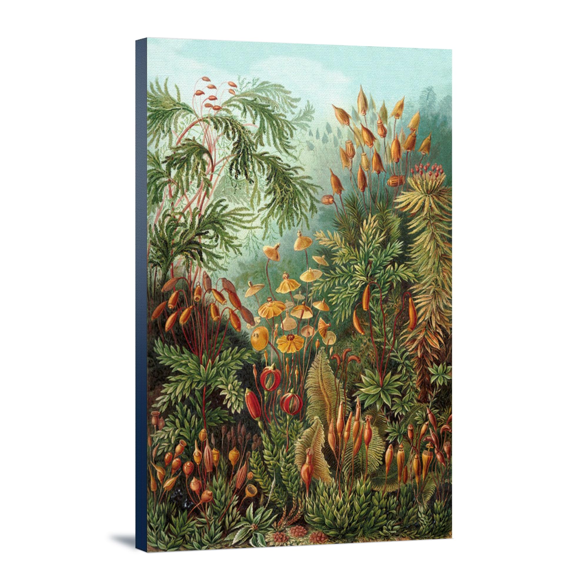 Ernst Haeckel Muscinae Art Print - 16x24 Wrapped Canvas Wall Decor - Botanical Illustration Home Decor for Living Room, Bedroom & Office