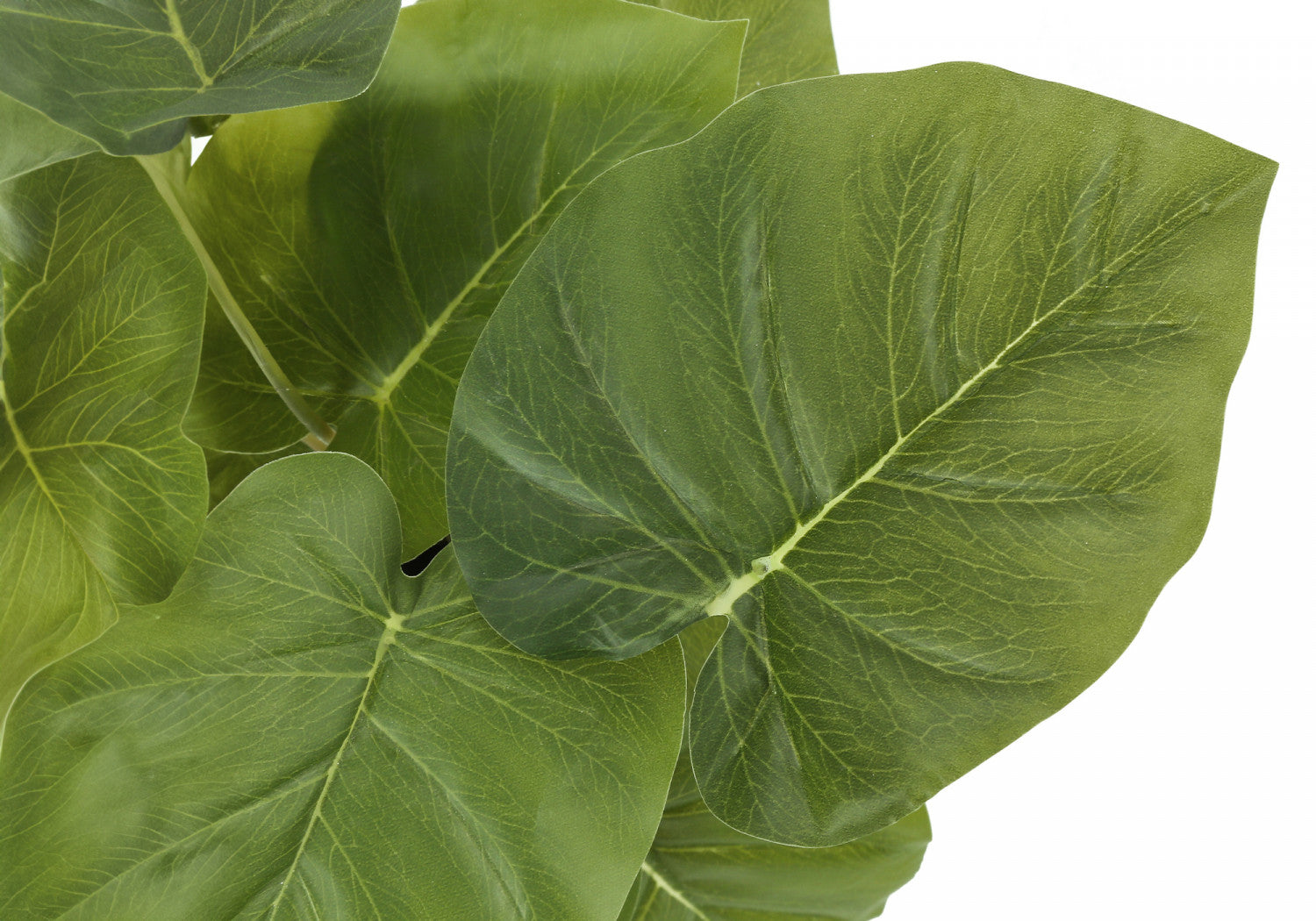 Epipremnum Aureum (Pothos) Live Plant - Set of 2 with 4 Black Pots - Low Maintenance Indoor Houseplant for Home, Office Decor & Air Purification