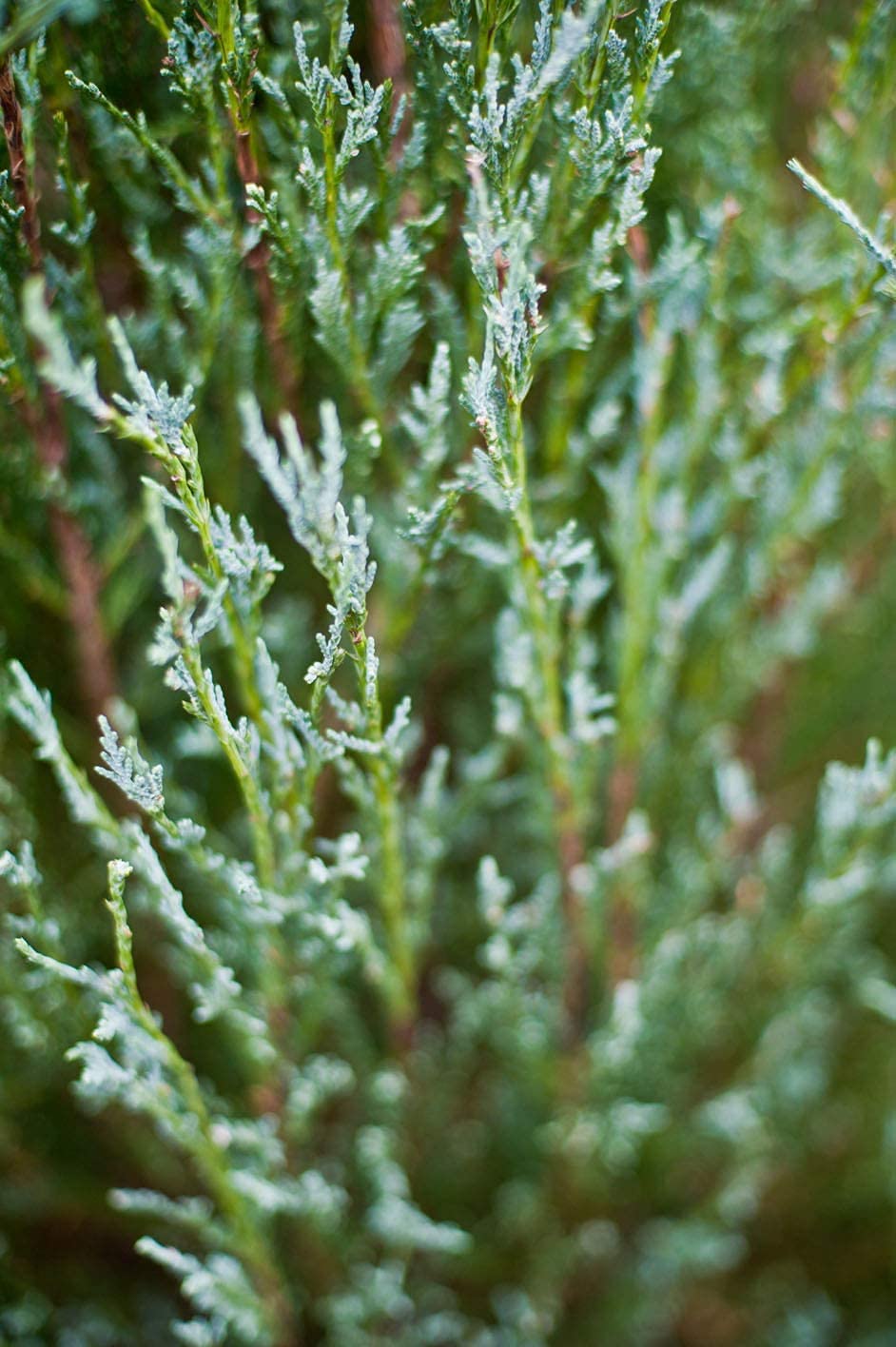 Skyrocket Juniper (Juniperus Scopulorum) - 5 Live 4-Inch Potted Evergreen Trees - Formal Upright Landscape Plants for Garden, Patio & Outdoor Decor