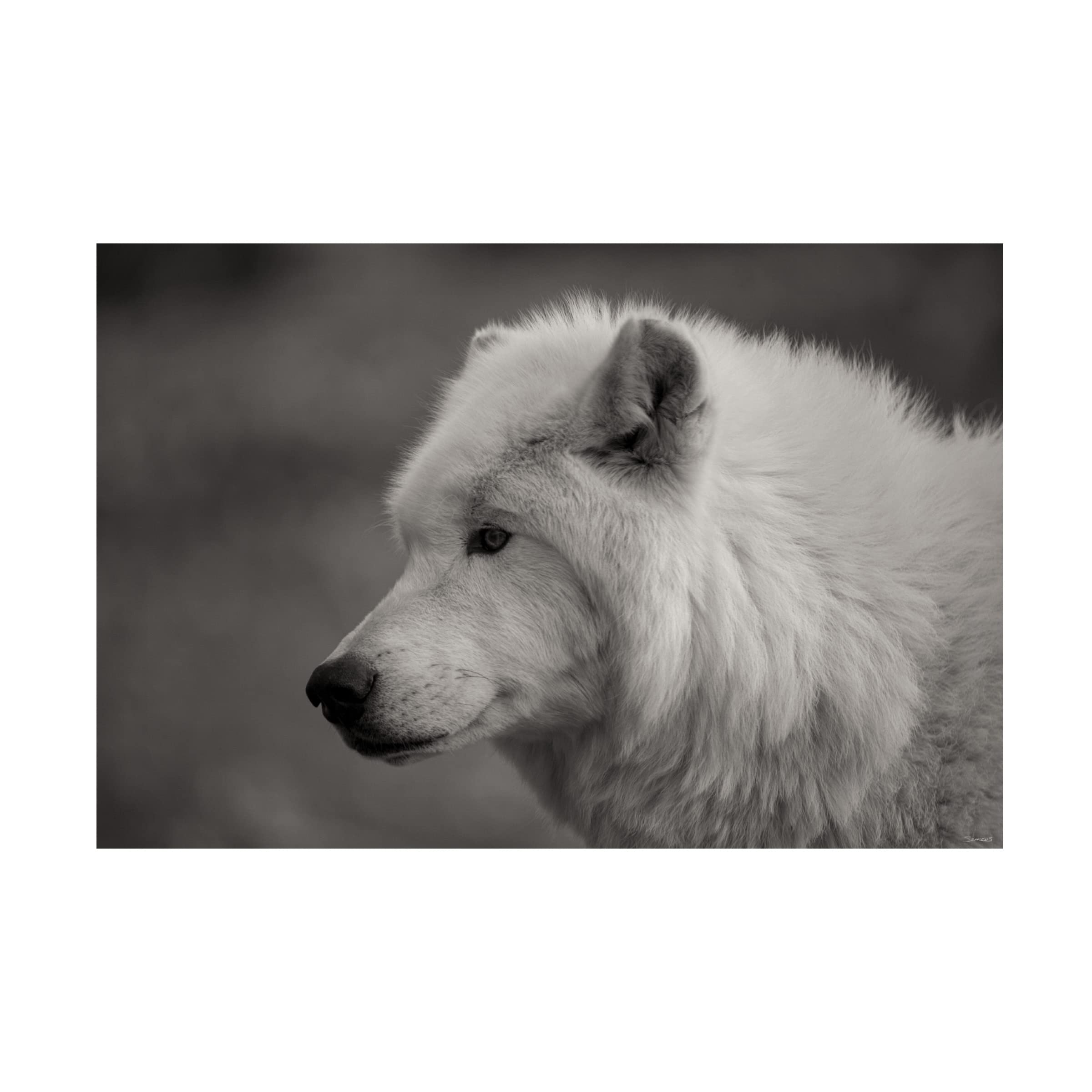 Gordon Semmens 'Wolves of Autumn 04' Canvas Art Print - 16x24 Inches, Wildlife Wolf Painting, Home & Office Wall Decor - Perfect for Living Room, Bedroom or Office