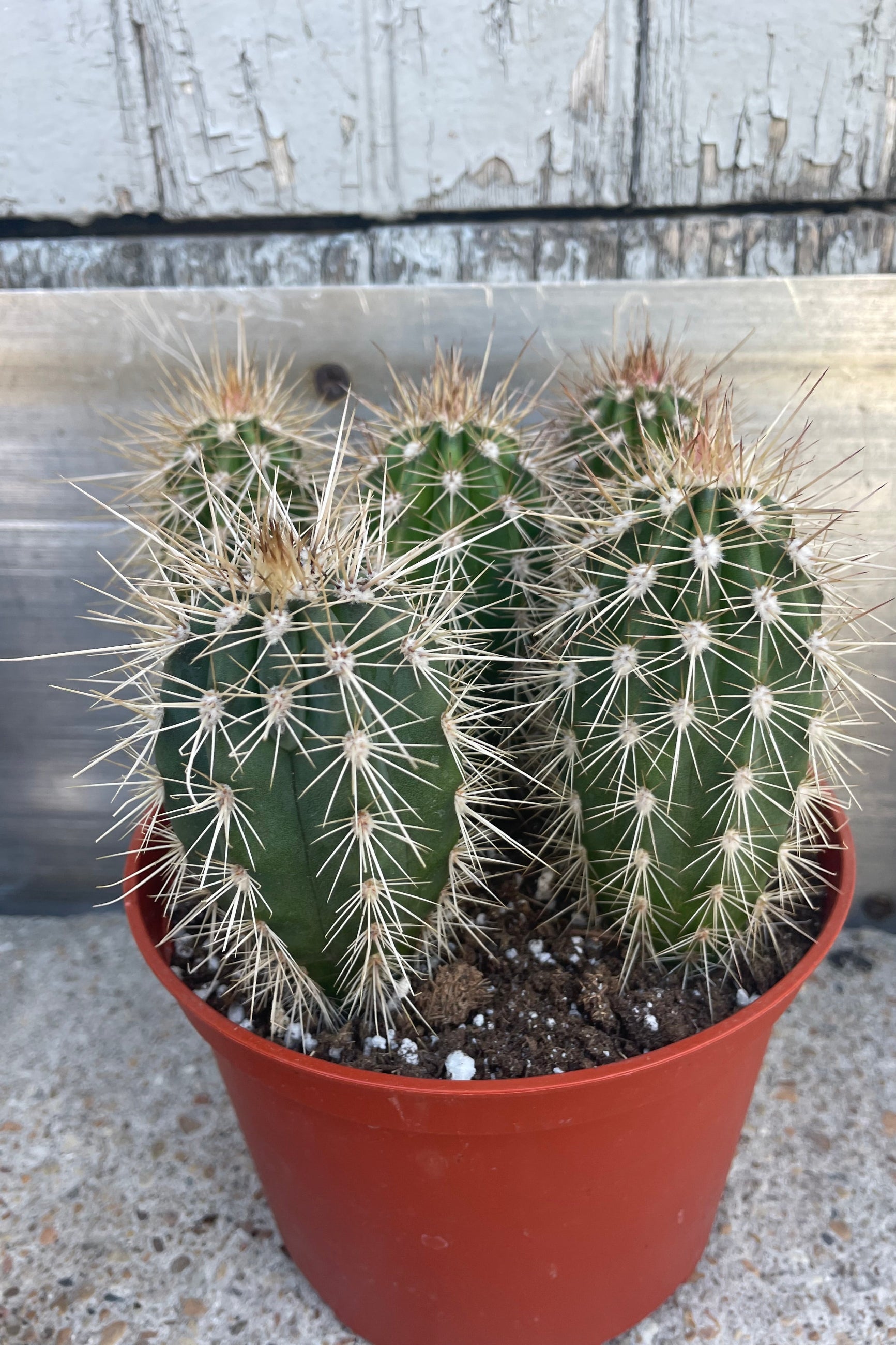 6 Pack Assorted Mini Cactus Plants - Live Succulents for Home Decor, Office Desk, Gift Idea & Indoor Gardening