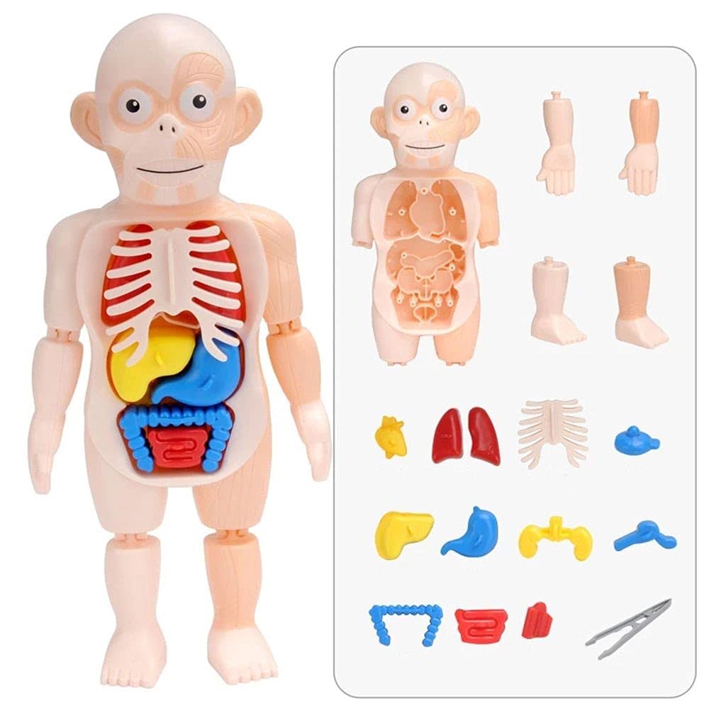 MinLia Human Body Organ Model - Educational Science Kit for Kids, Assembled Anatomy Teaching Tool for Classroom & Homeschool Learning | Perfect STEM Toy for Children's Biology Exploration